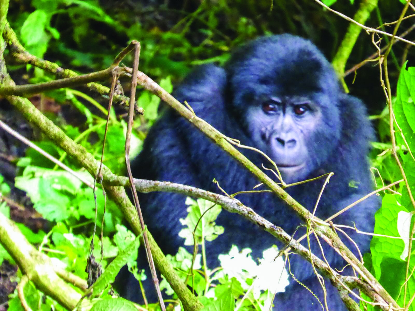 Come face-to-face with gorillas in Bwindi Impenetrable Forest Reserve