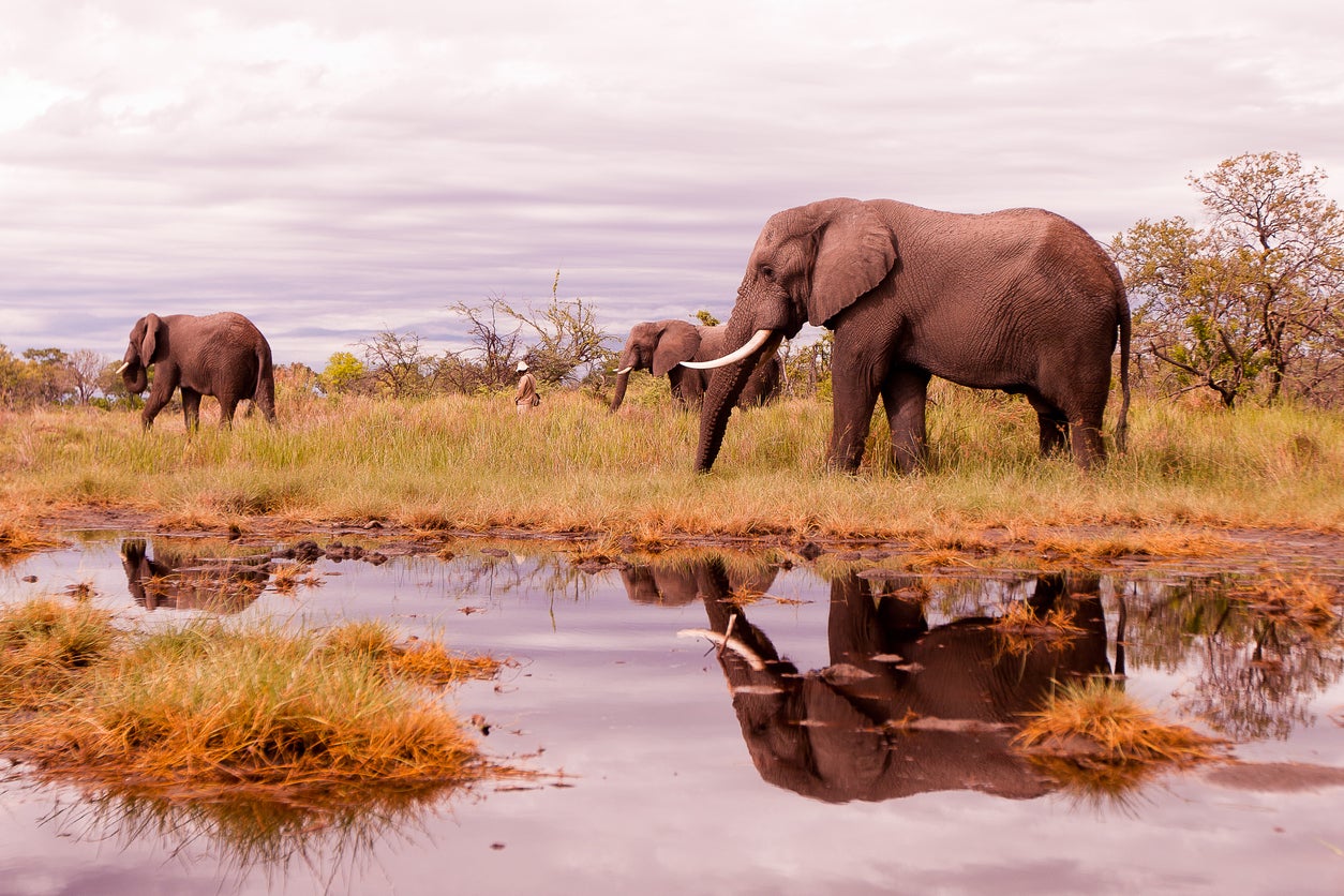 Learn to be a safari guide at Mashatu game reserve (Getty Images/iStockphoto)