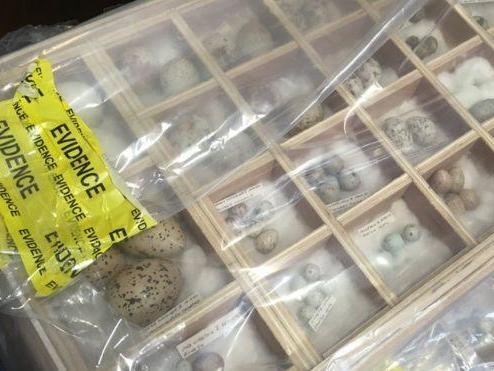 A small sample of some of the 5,000 rare bird eggs collected by Mr Lingham