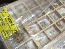 Man facing jail after hording 5,000 rare bird eggs