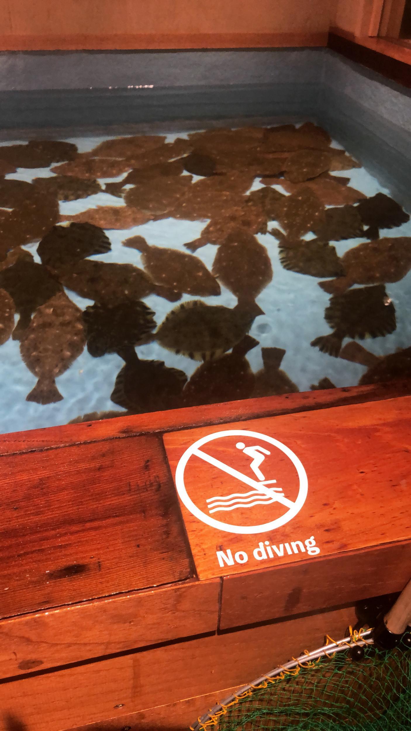 Signs warn patrons not to dive into the tanks