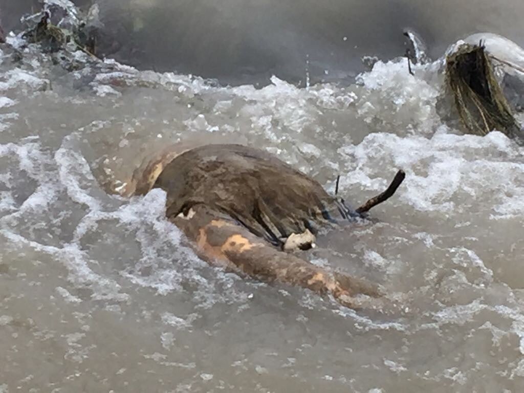 A corpse floats in the Tigris river near the town of Qayyarah in April 2017