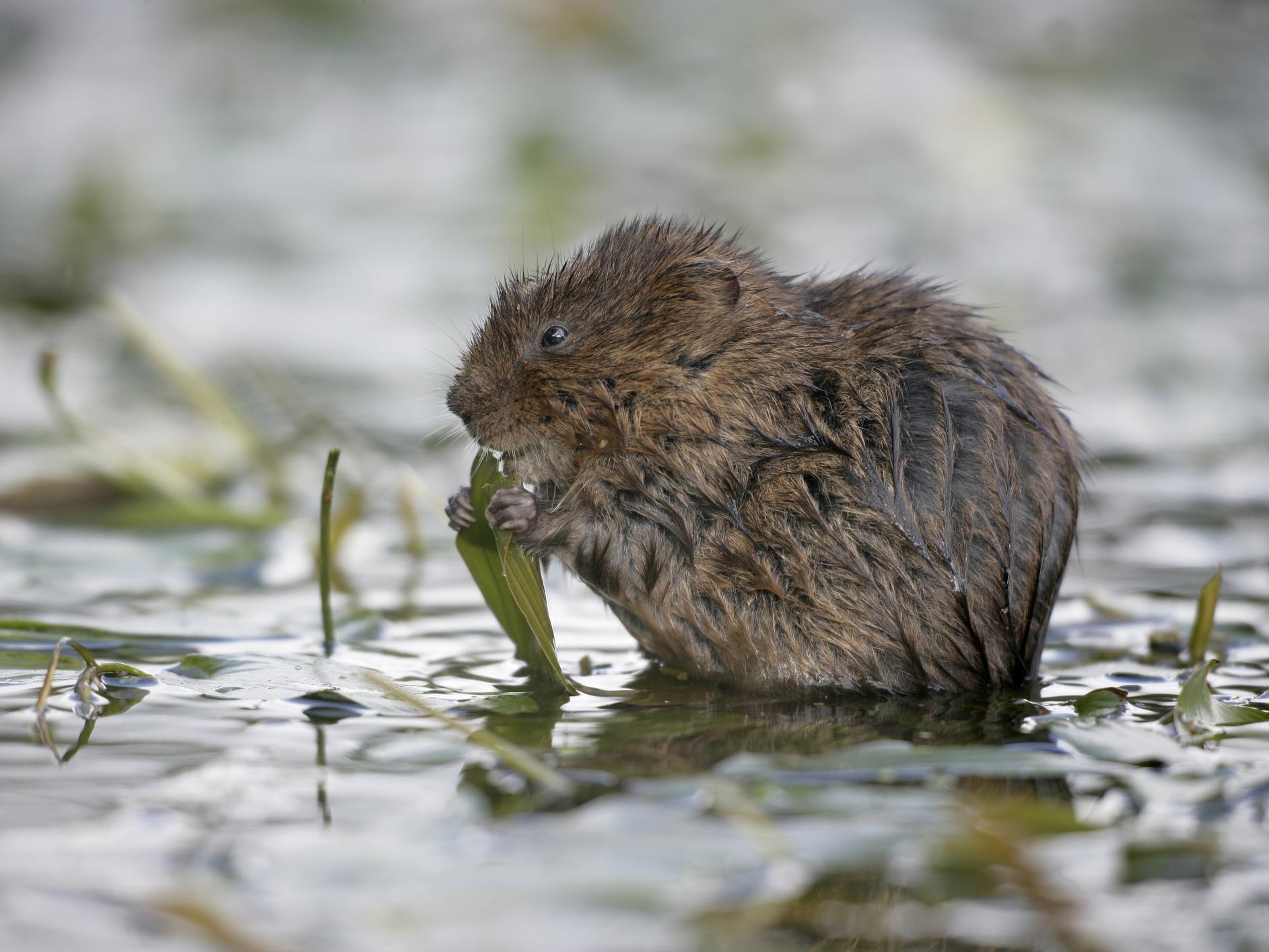 The return of water voles to the Gwent Levels has been described as ‘bittersweet’