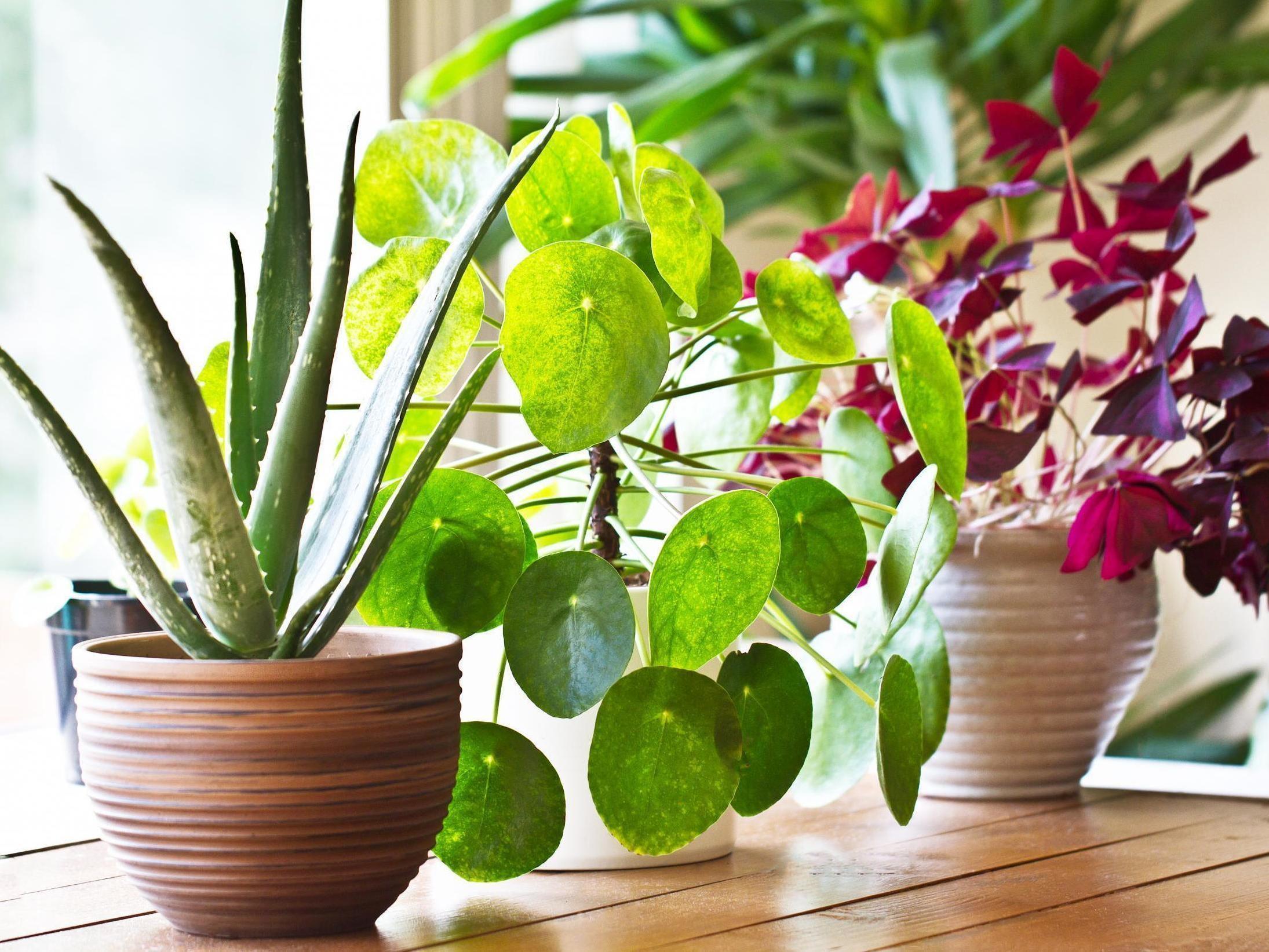 Houseplants can moisturise your skin (Stock)