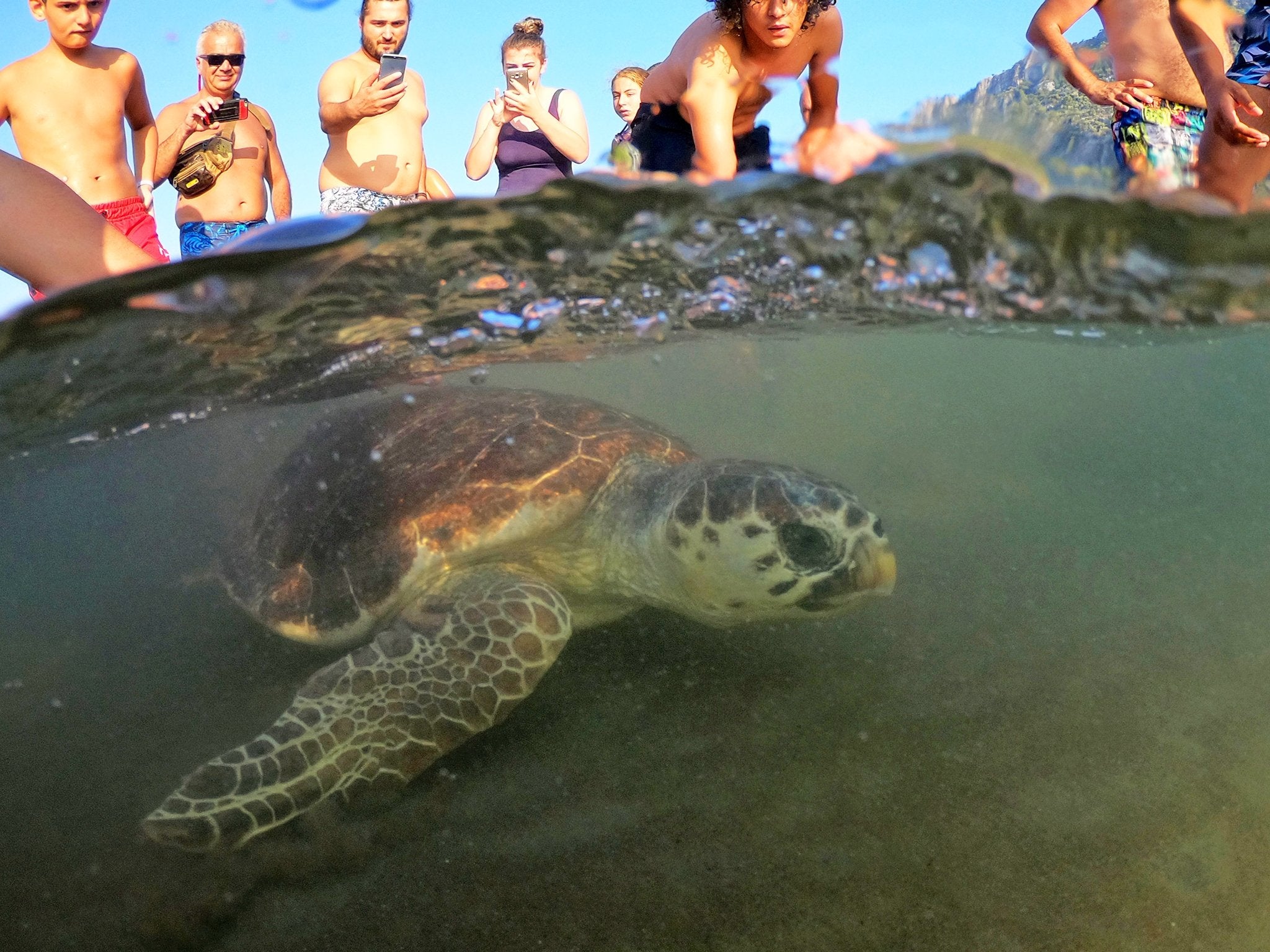 After June’s conservation success, Iztuzu has become a regional focus for turtles, with bans brought in on construction and artificial lighting at night, as well as a rescue centre to treat injured turtles