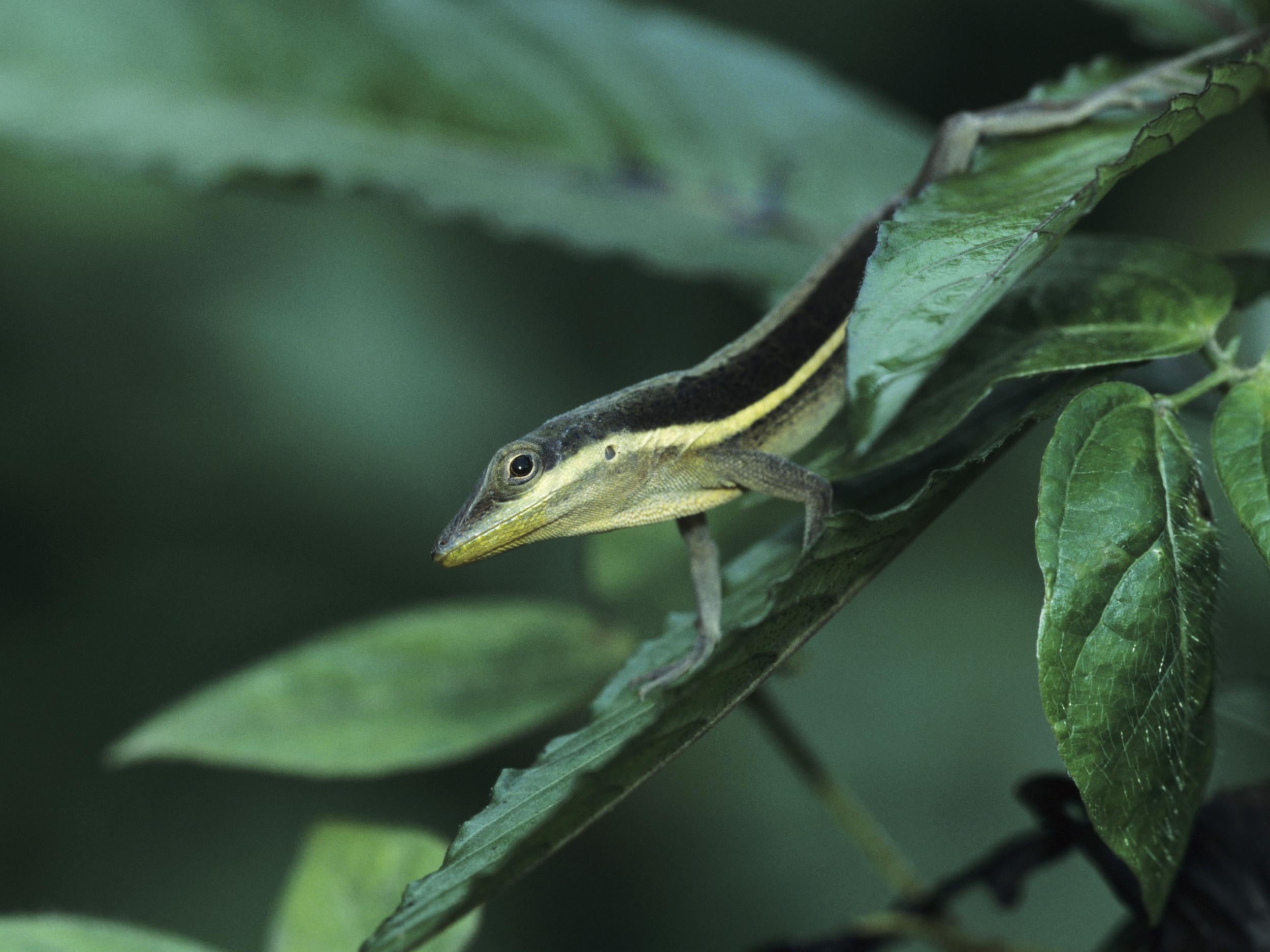 An anole lizard in the El Yunque rainforest, Puerto Rico, USA