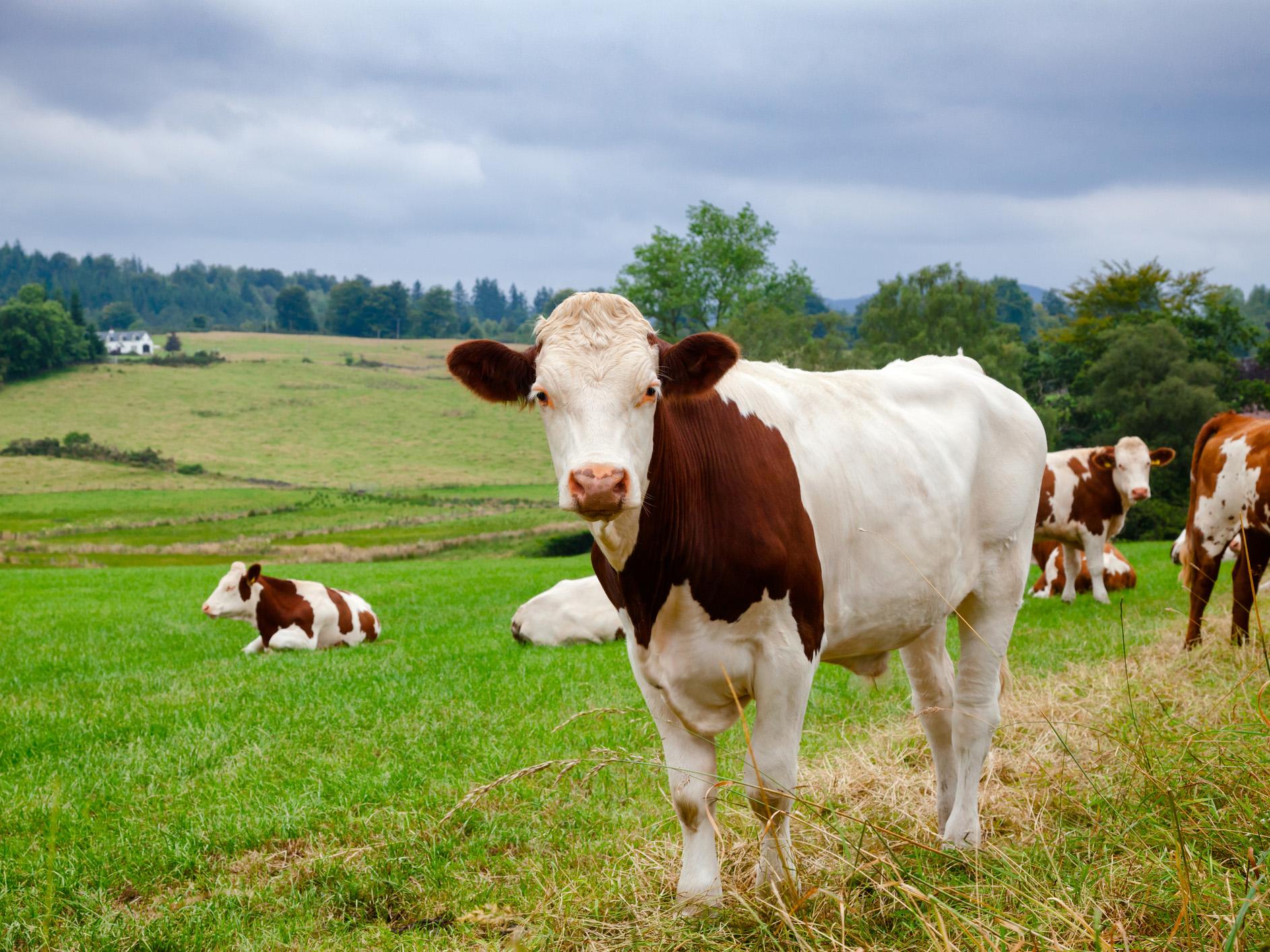 The last time mad cow disease took over, 4.4 million cattle were slaughtered