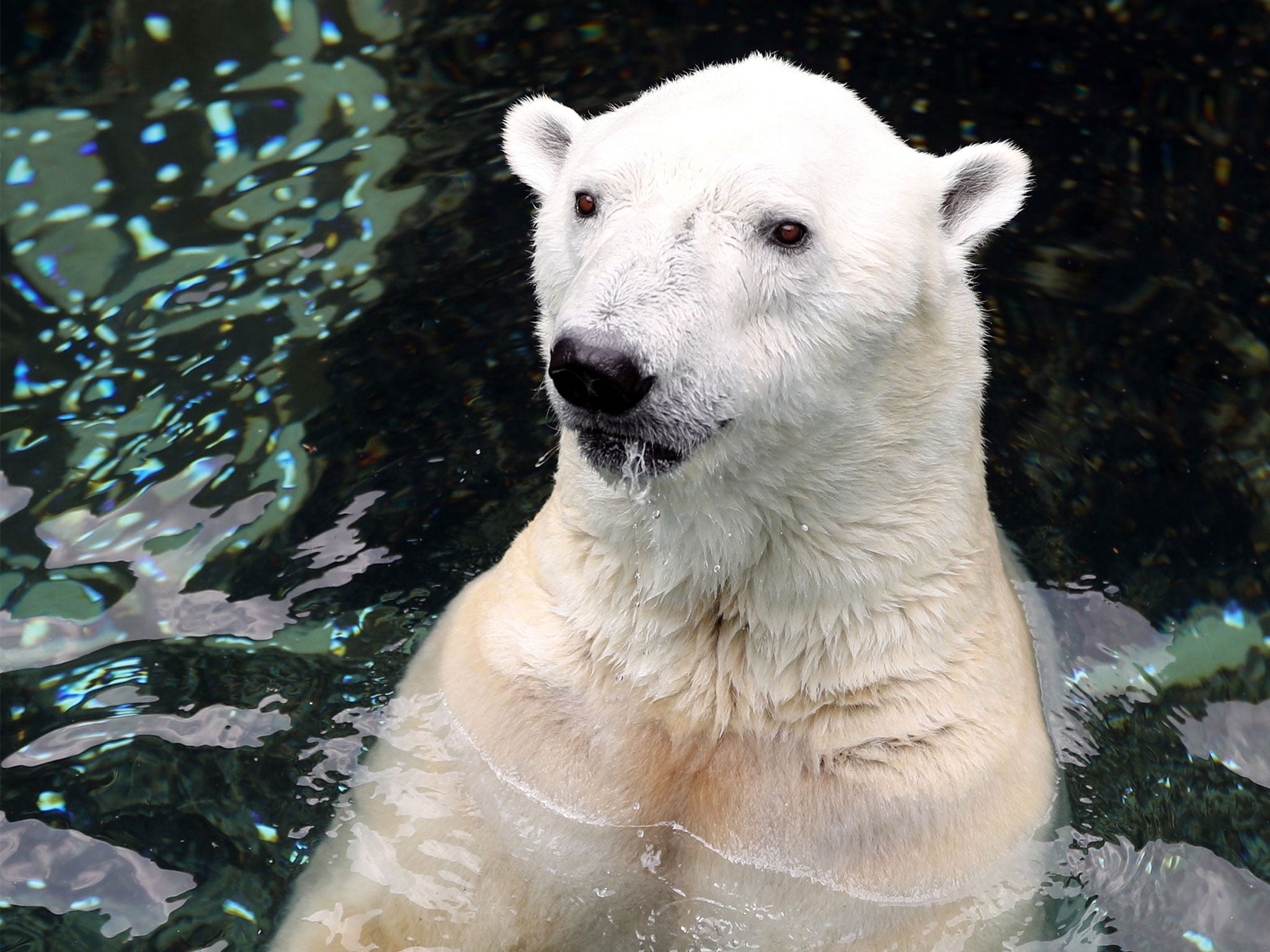 Tongki the bear is thought to have died of old age ahead of its planned move to Yorkshire