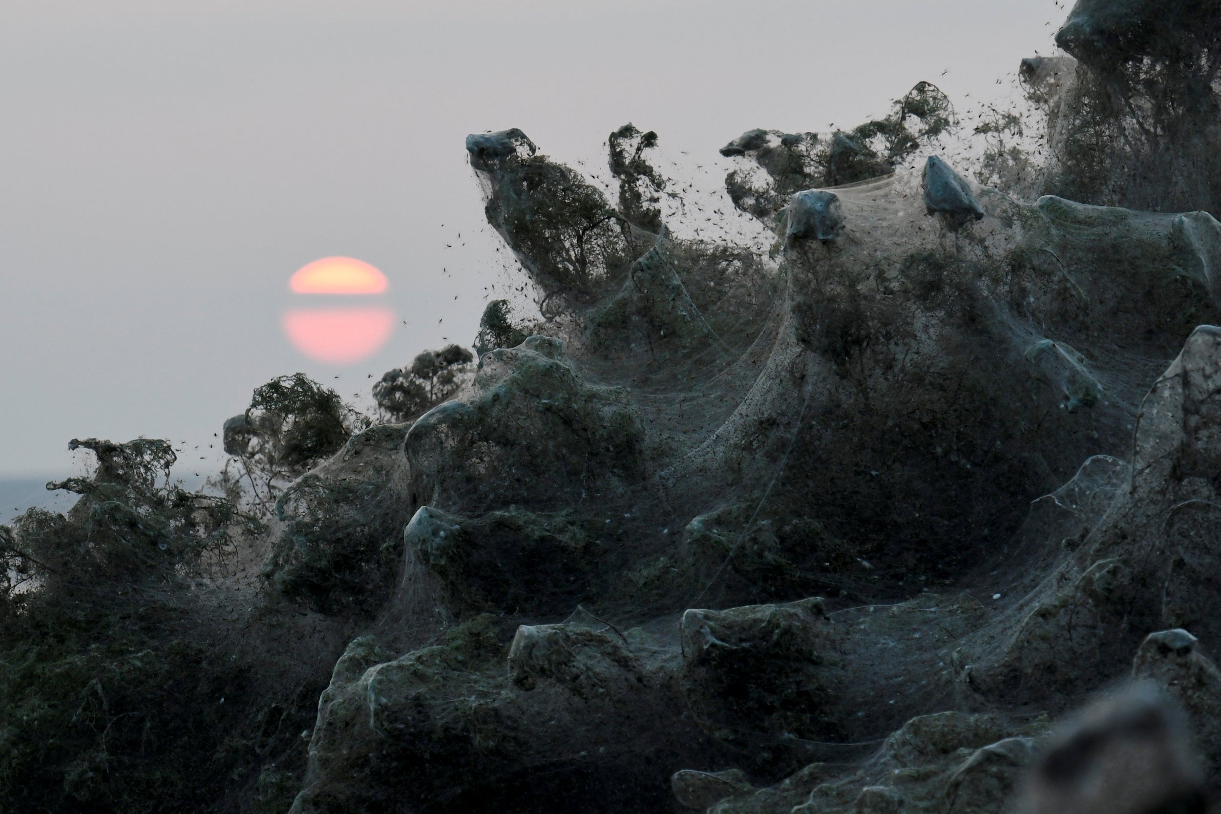 Swarms of spider have spun a 1000-ft web in Greece