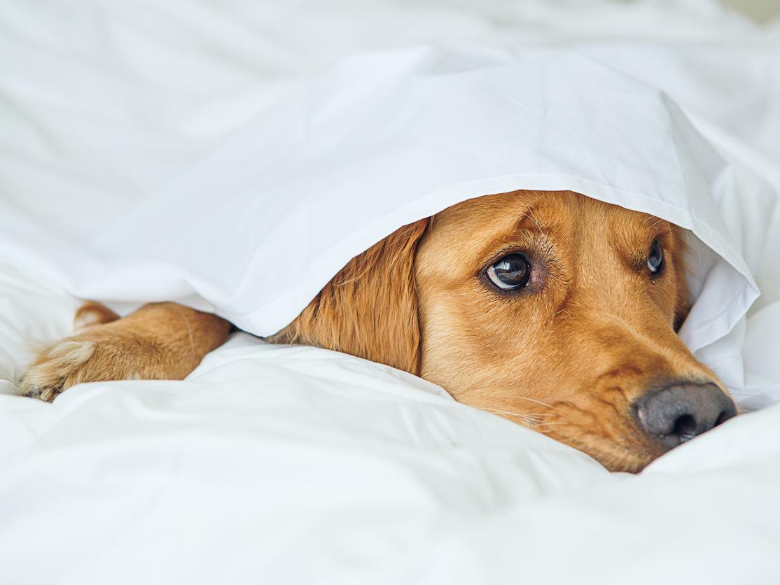 Expert explains how to help dogs cope with fireworks on Bonfire Night 