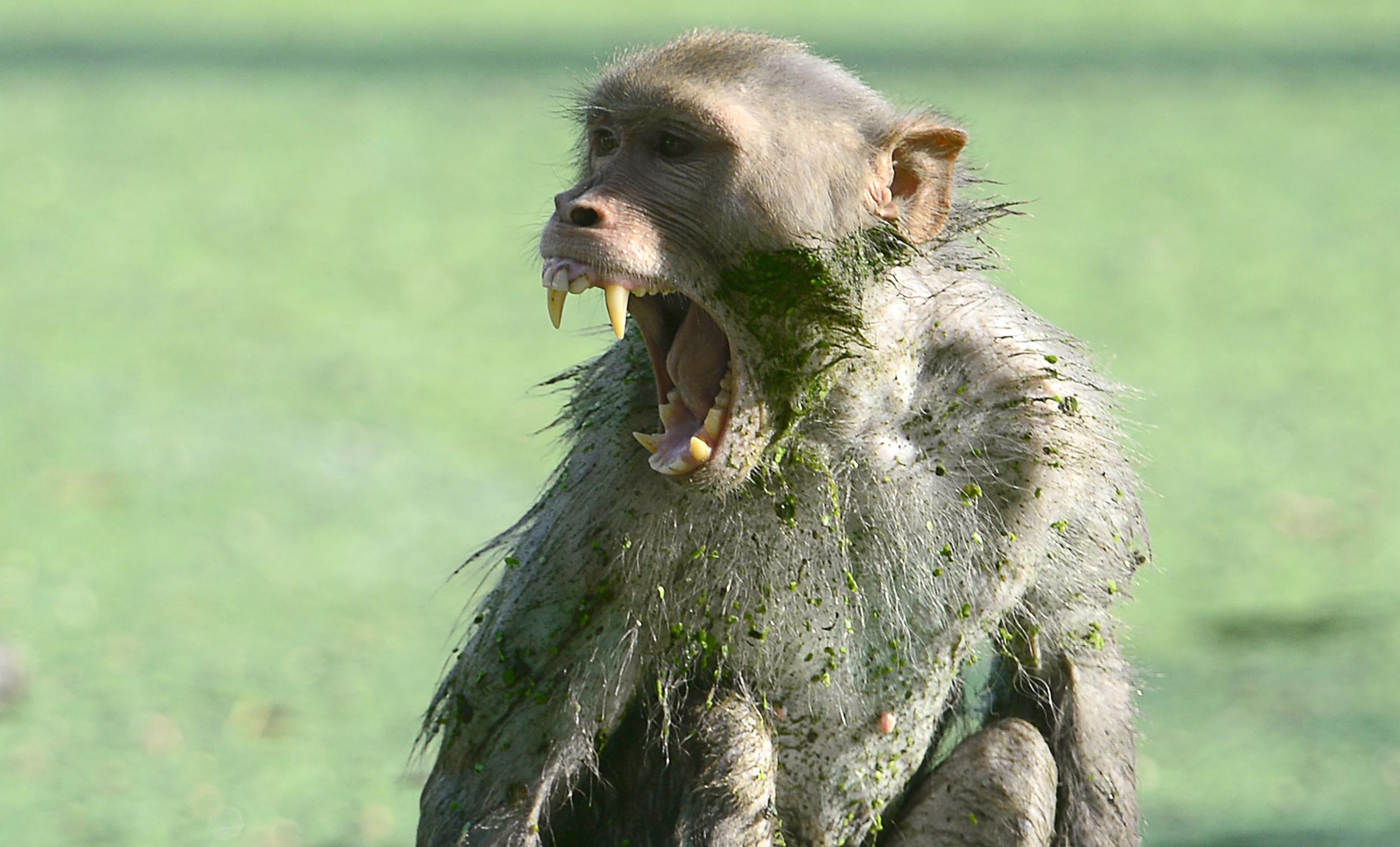 A monkey in Allahabad, India