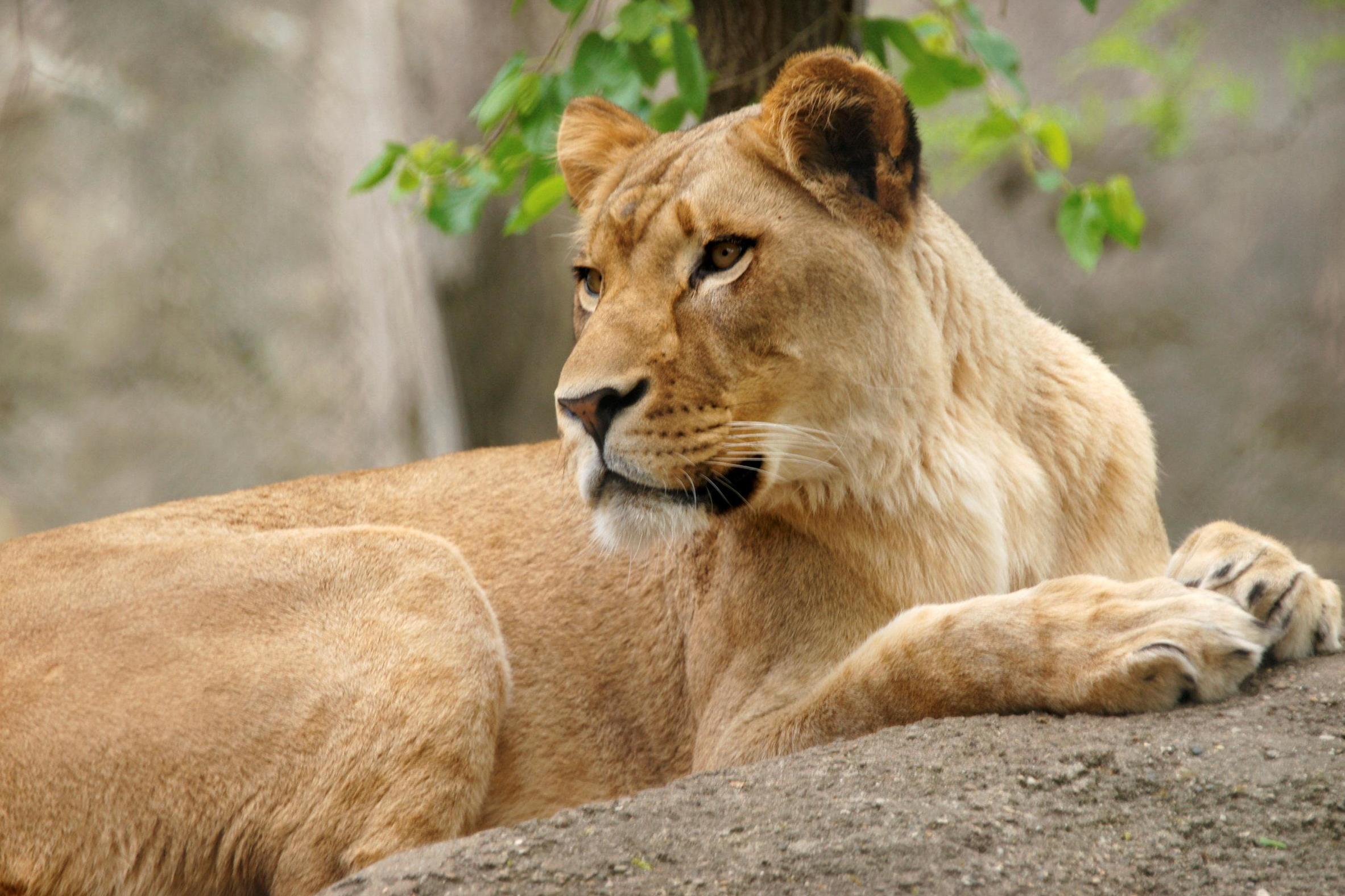 Zuri the lioness at The Indianapolis Zoo