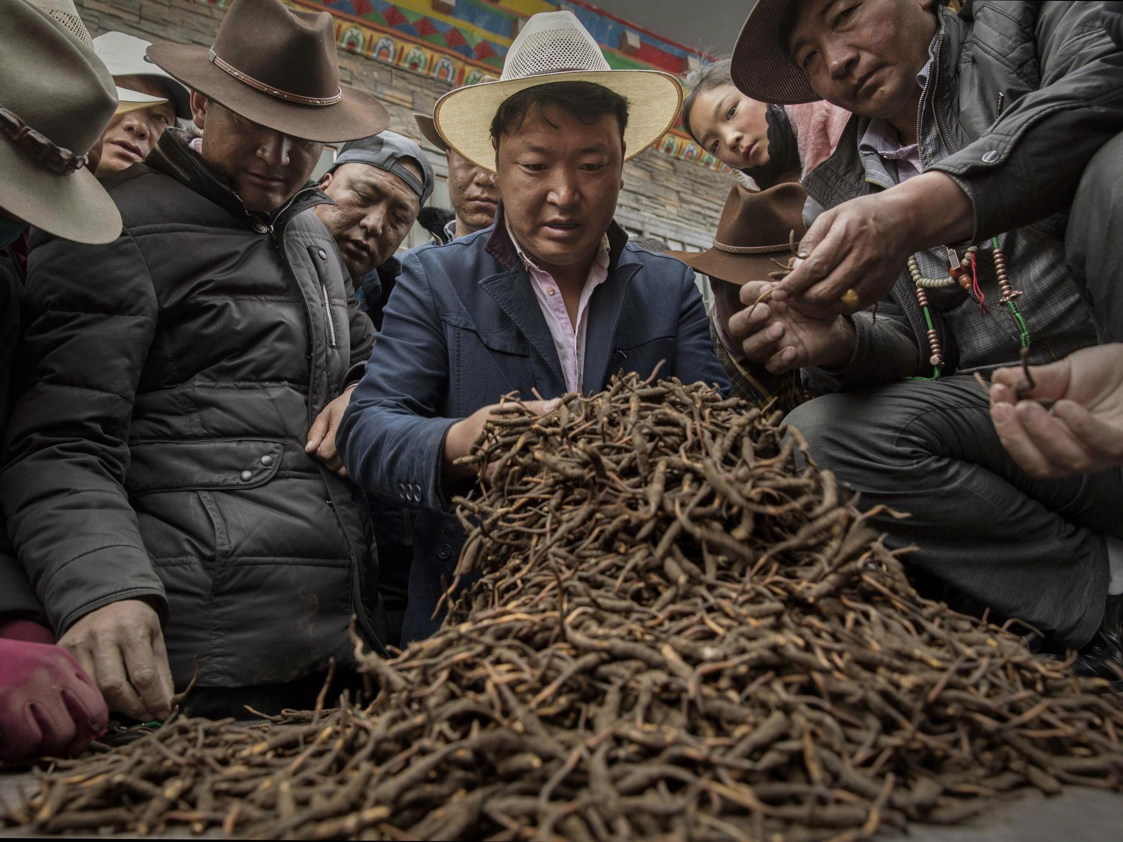 Tibetan nomads examine cordycep fungus for sale at a market