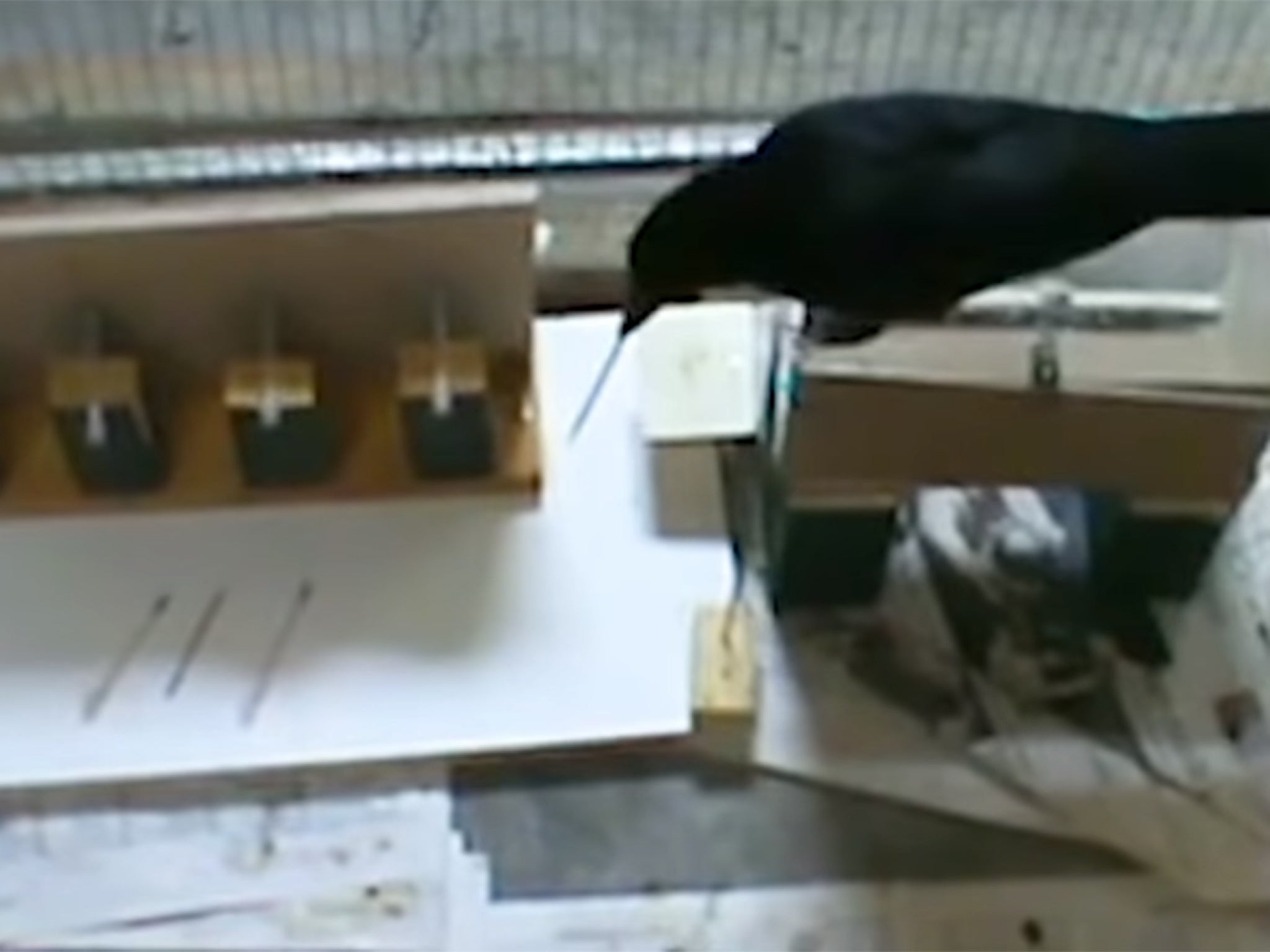 Crows filmed assembling DIY tools in 'remarkable' scientific experiment 