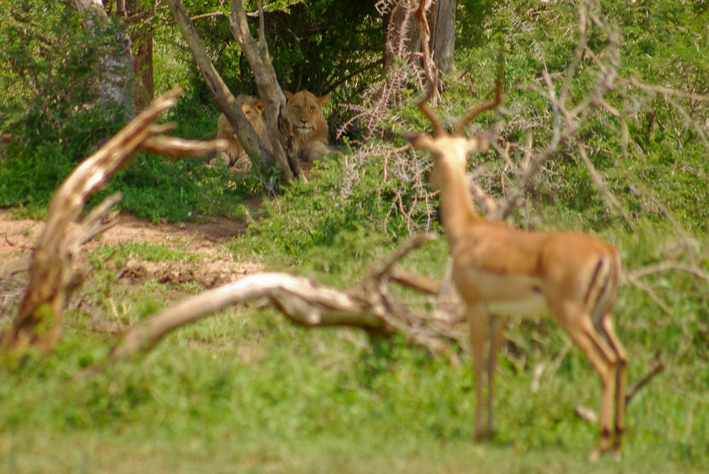 Hluhluwe-Imfolozi Park is KZN’s equivalent to Kruger