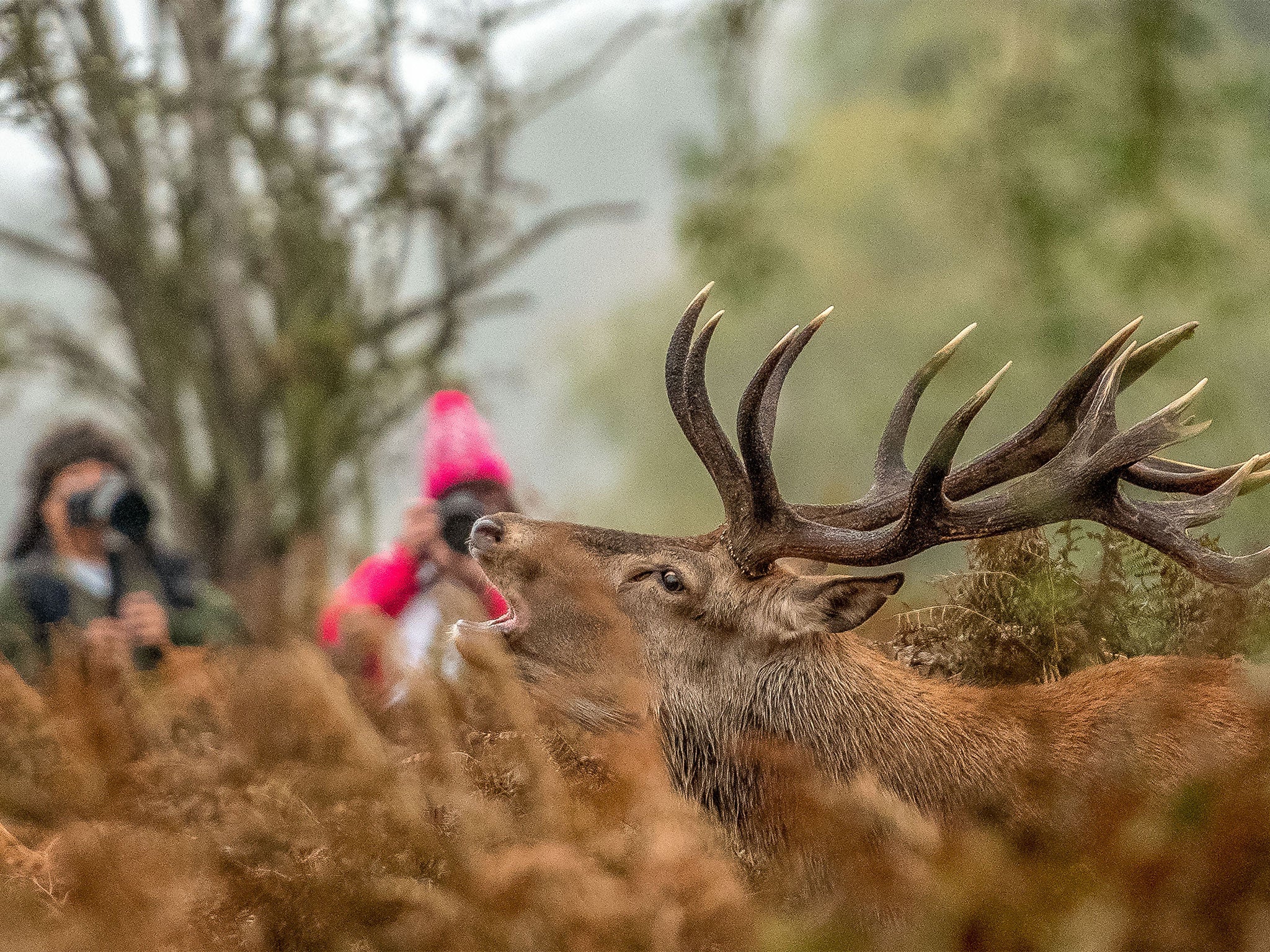 Bushy Park has previously warned the public to avoid its resident deer during rutting season