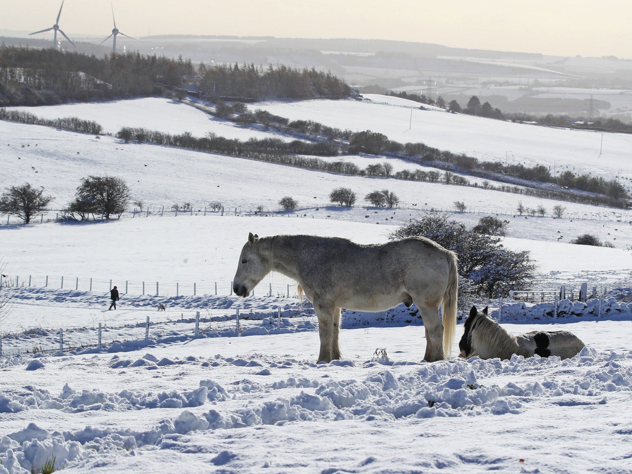 Horses in a snowy field in Durham, Saturday, 27 October, 2018. (Owen Humphreys/PA)