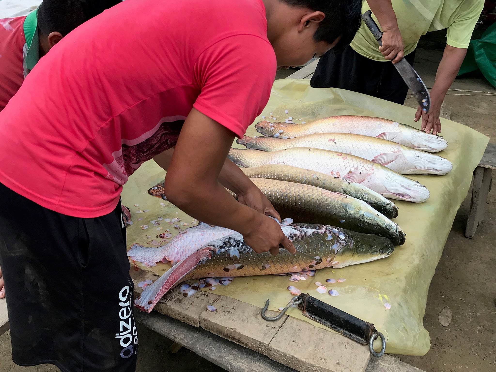 Paiche are gutted and descaled