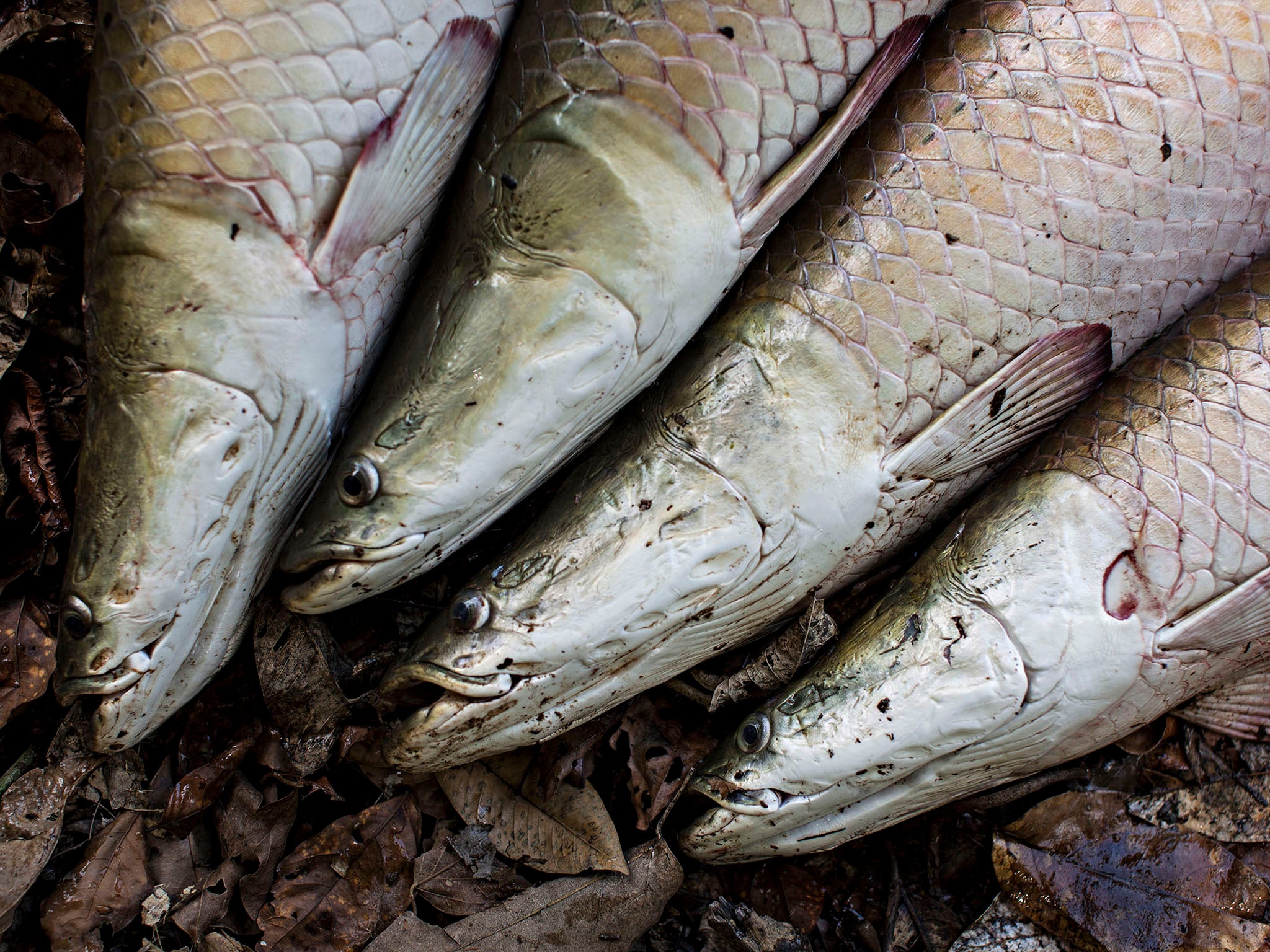 There are legends that paiche have been found with human bones inside them