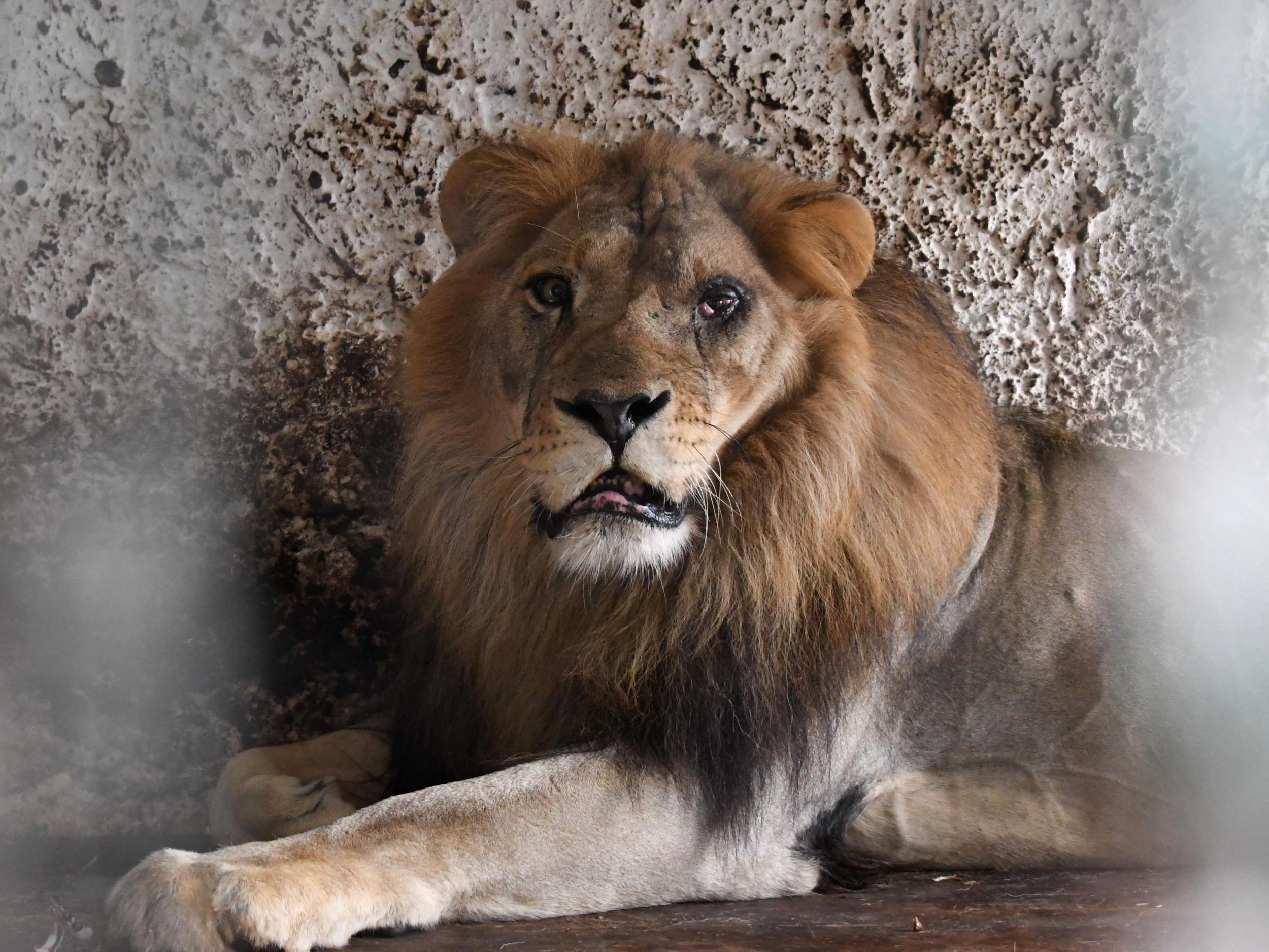 Lenci, a 15 years old male lion, rests on his cage before animal welfare activists remove him from a private zoo in Albania