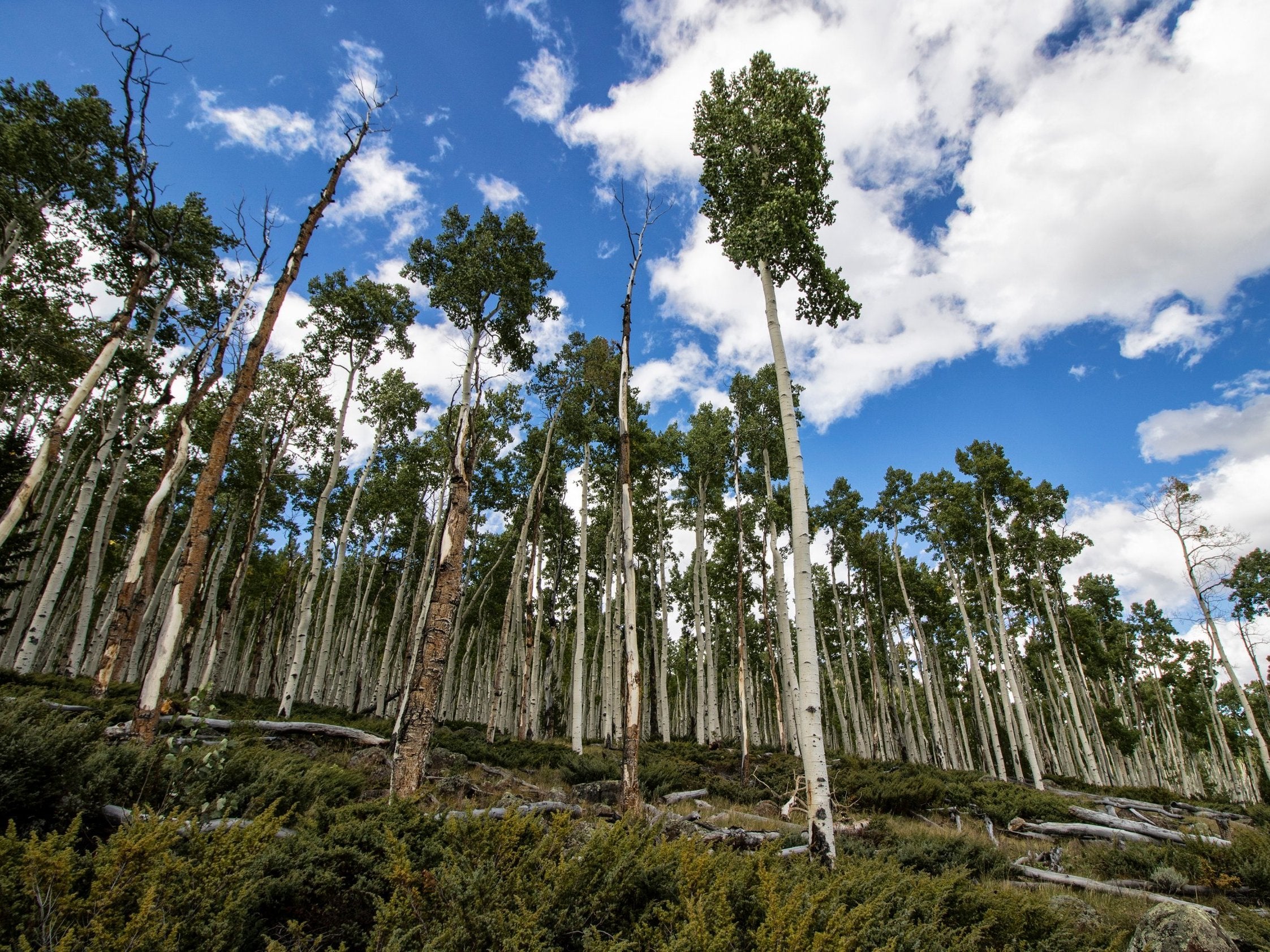 Pando, the most massive organism on Earth, is home to a grove of 47,000 quivering aspen trees in Utah