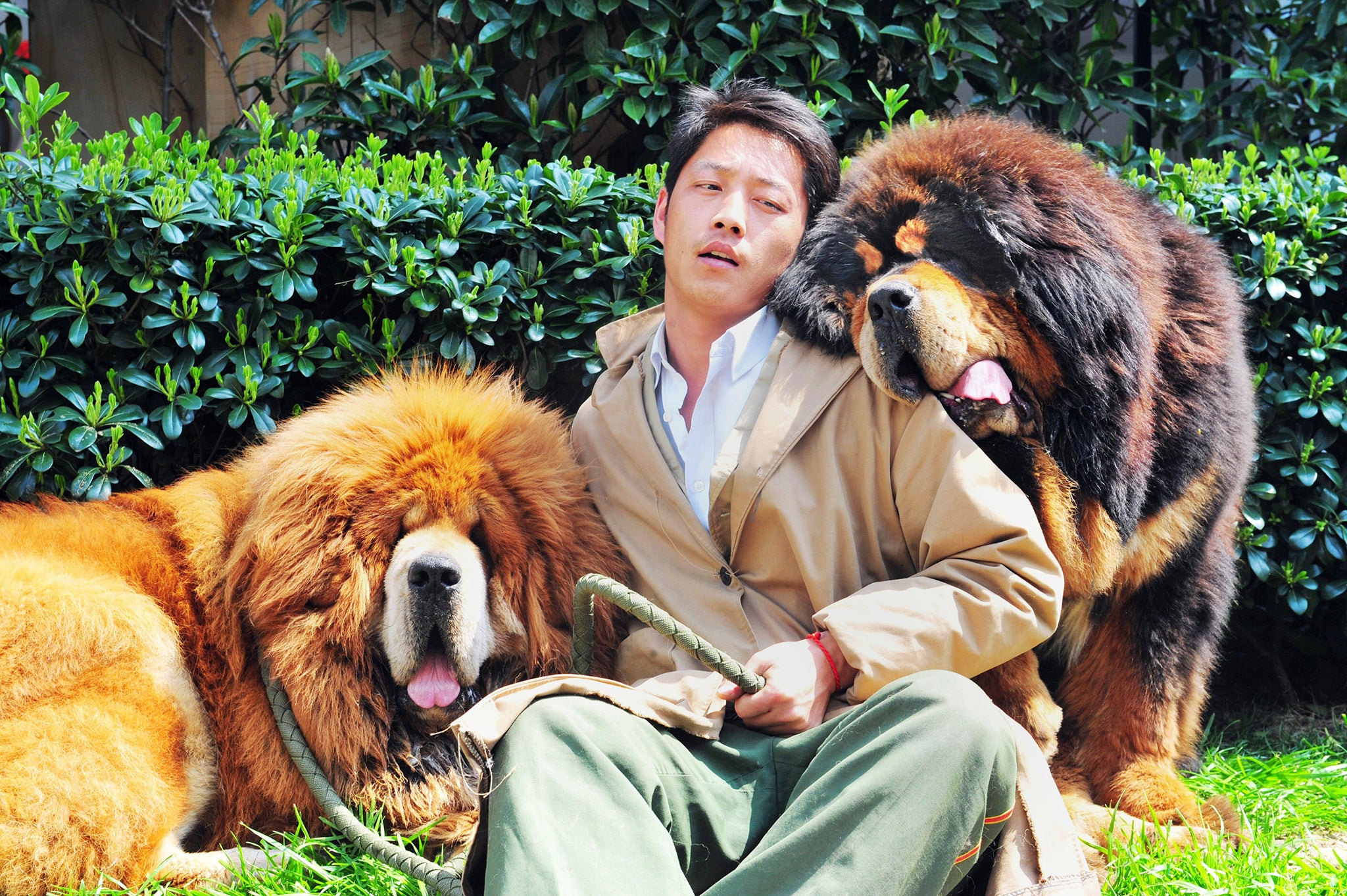 A man poses with his Tibetan mastiffs in Hangzhou in China’s Zhejiang province