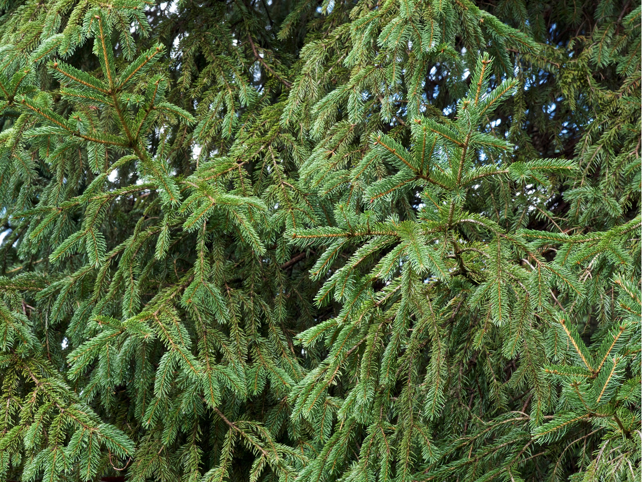 The Norway Spruce