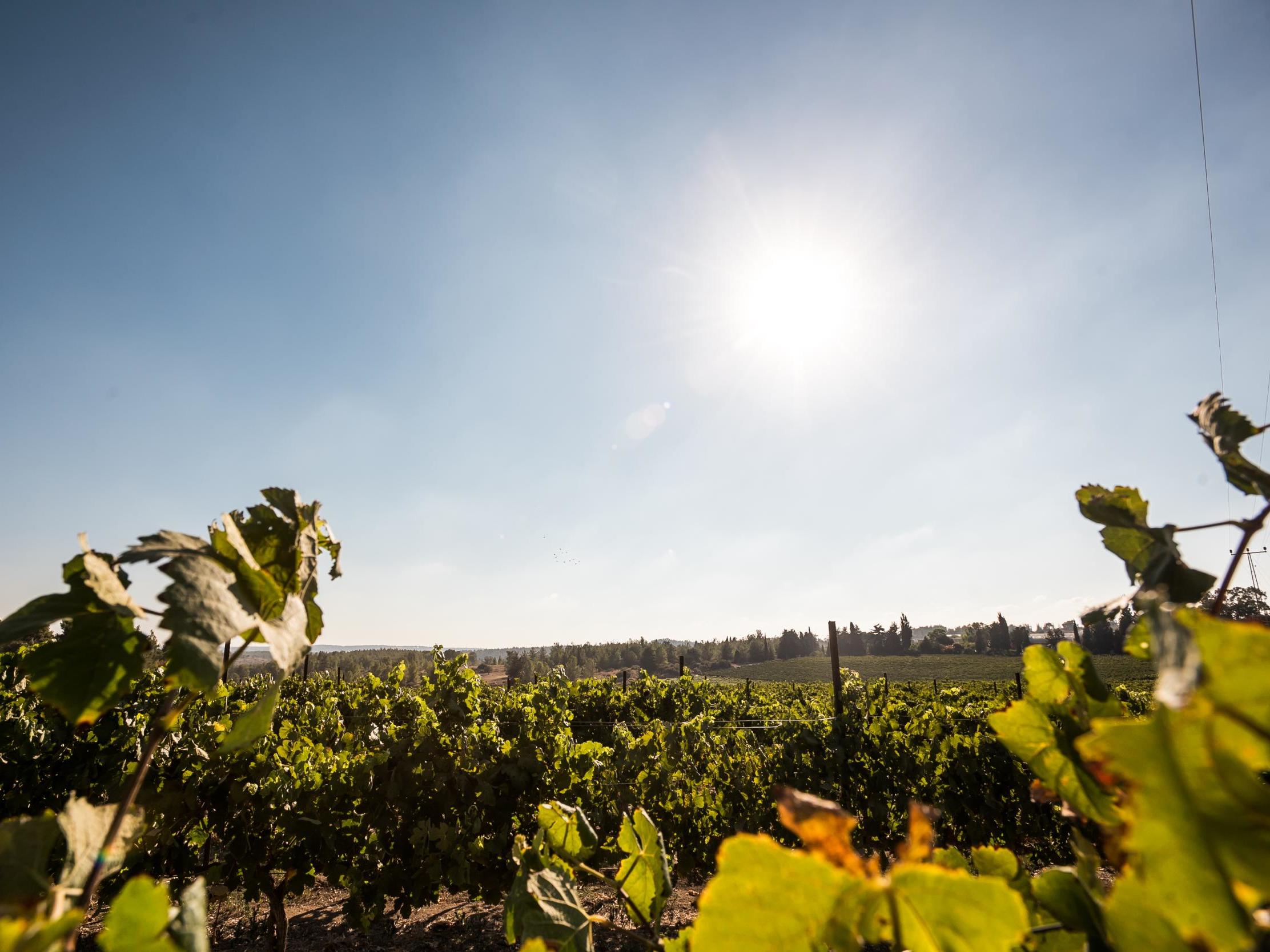 Israel’s vineyards are attracting attention