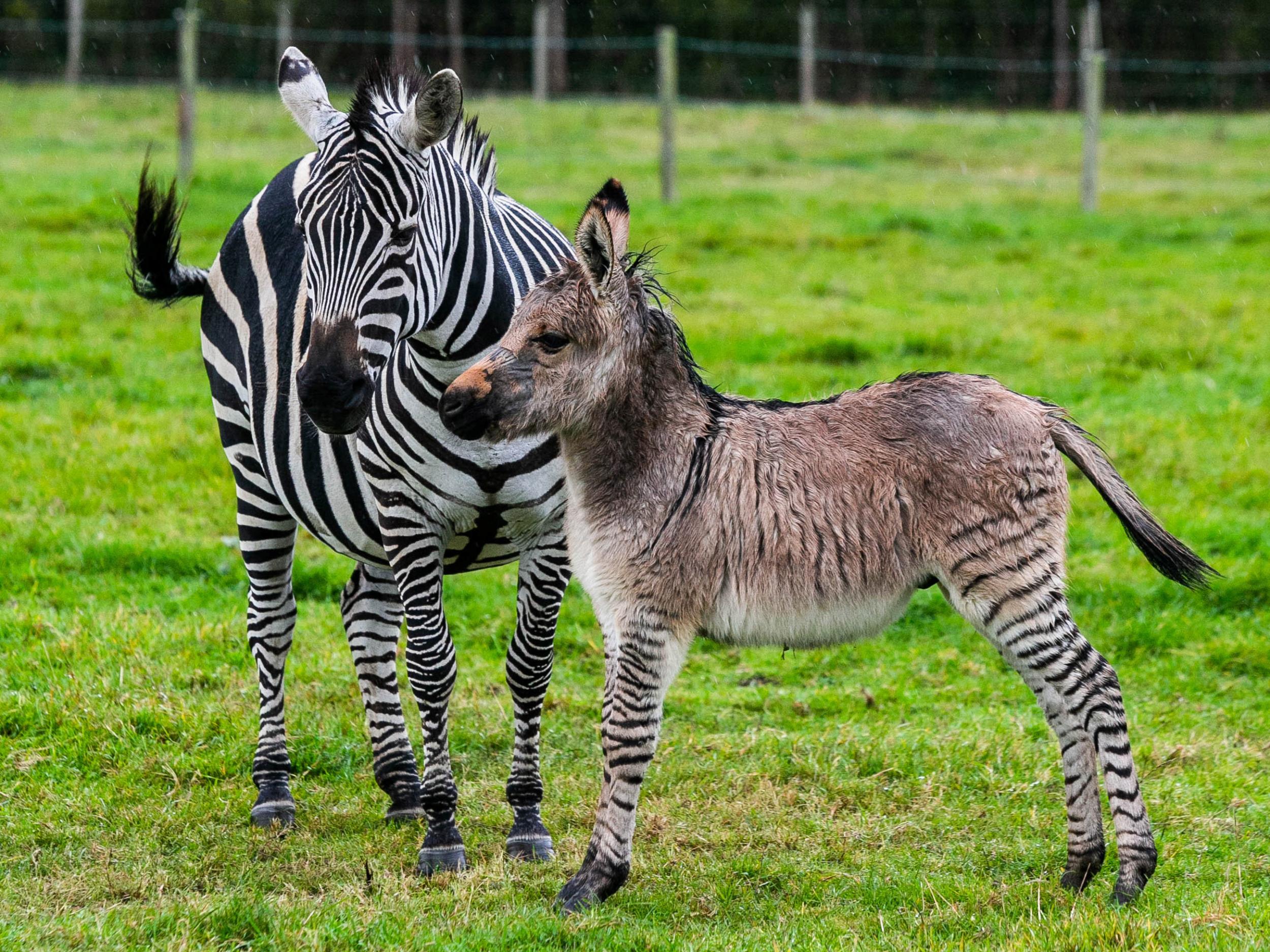 Zippy the 'zonkey' with mother Ziggy