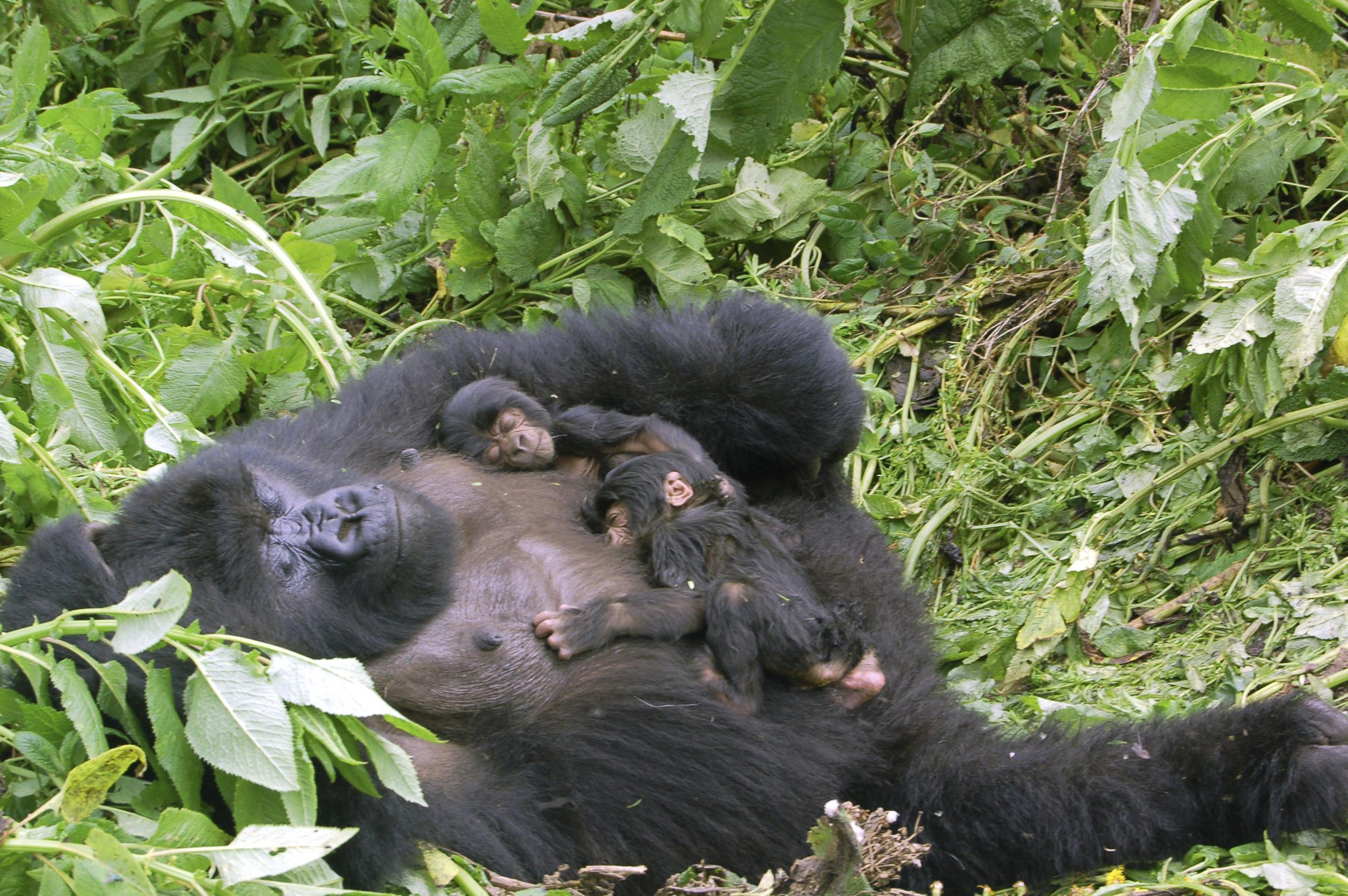 Go gorilla-spotting in Rwanda