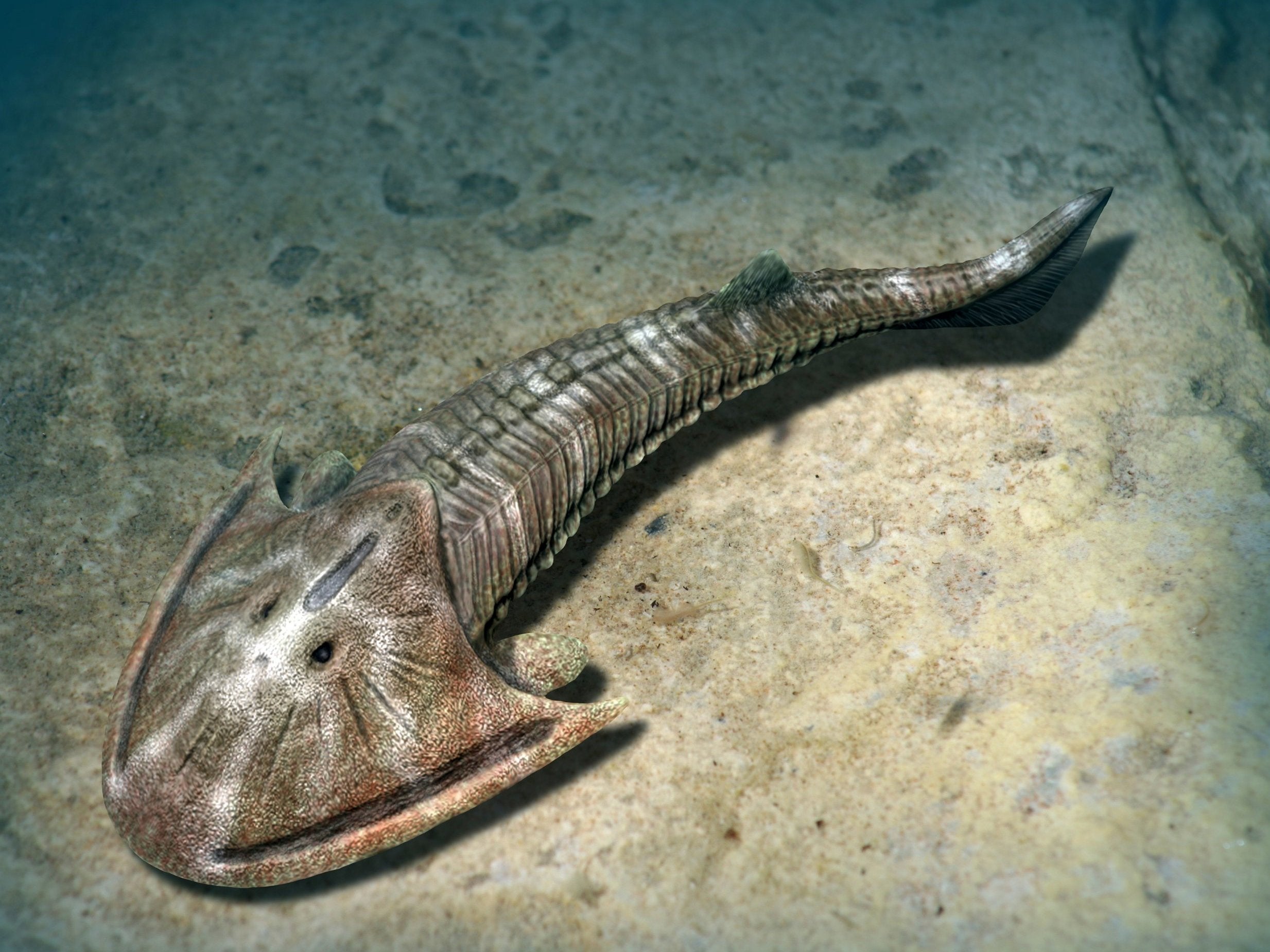 Osteostracans had horseshoe-shaped heads