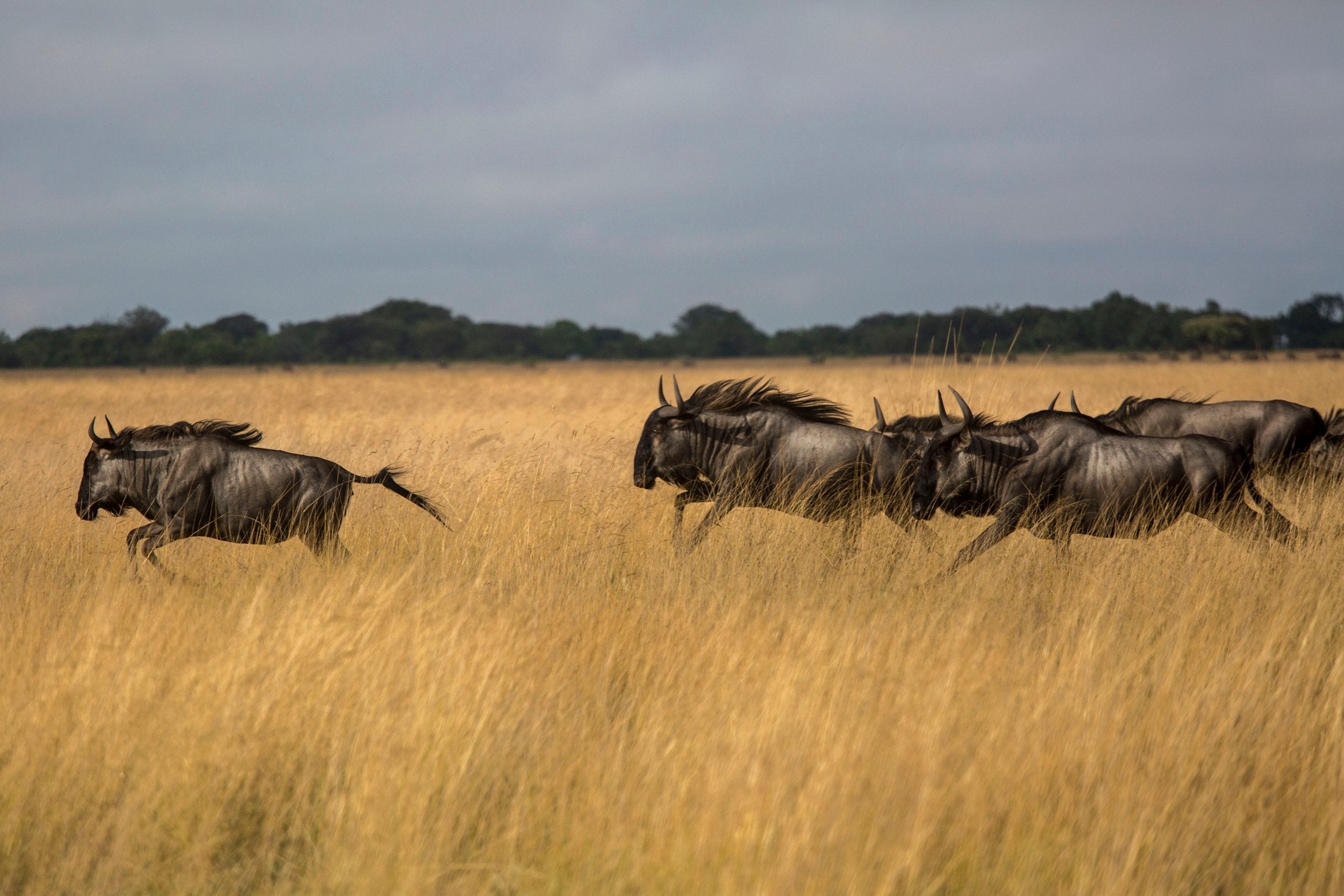 Wildebeest can walk up to 50 miles over five days without drinking water