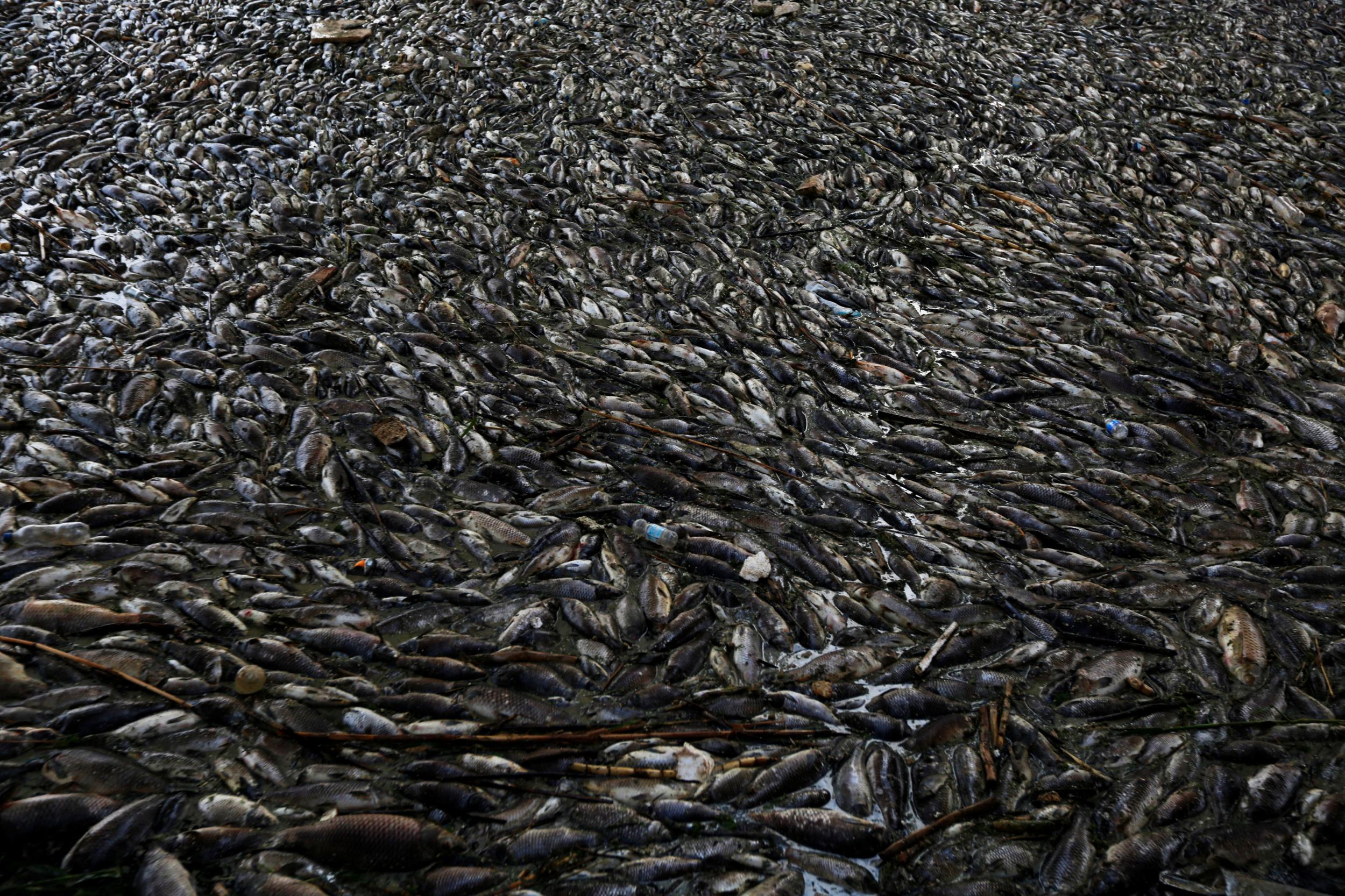 Tests will be done outside the country to try to find out what killed the fish (Reuters)