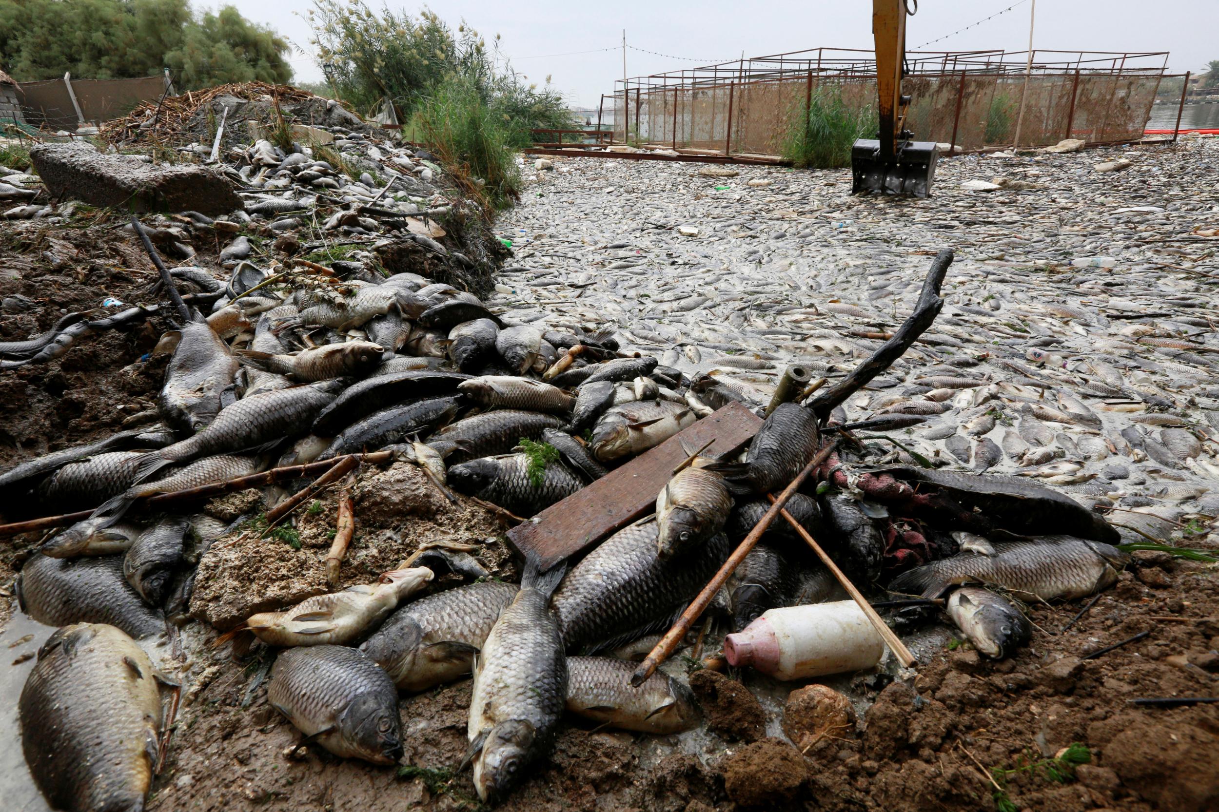 An excavator removes floating dead fish from water near the fish farms at the Euphrates river in Mussayab district