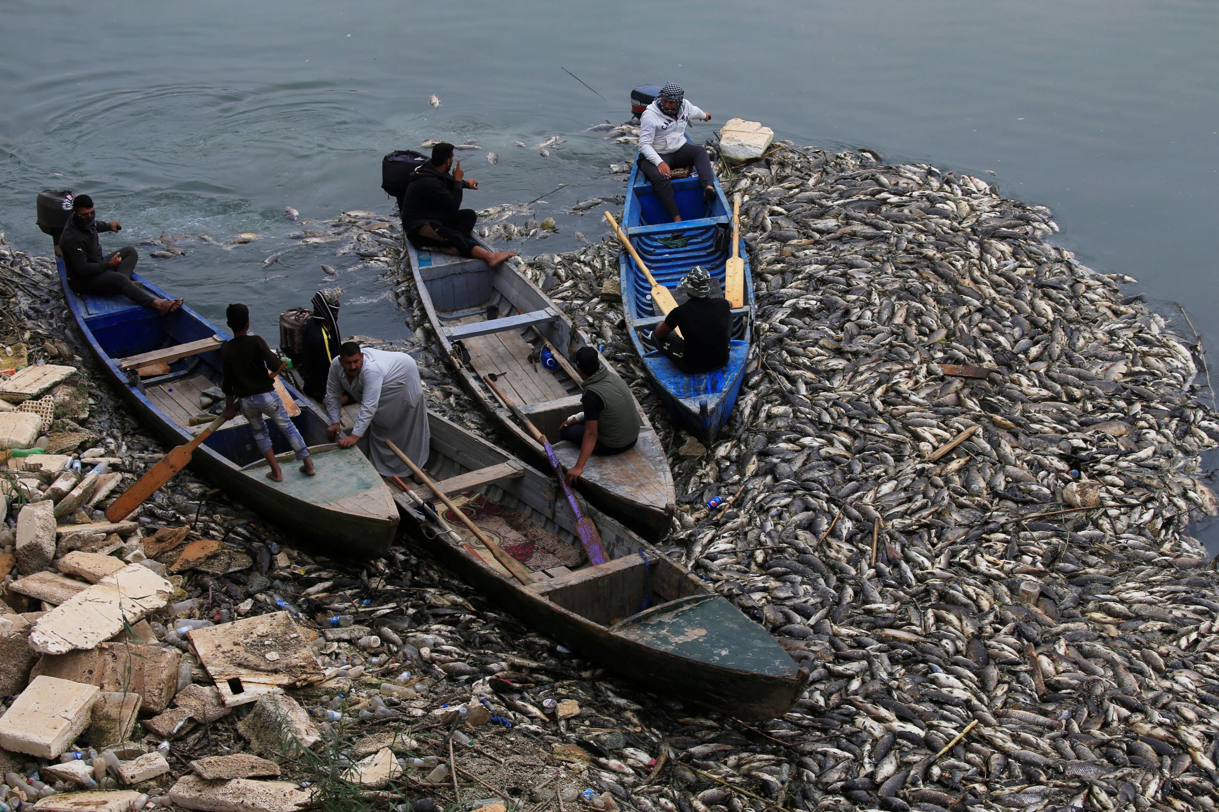 Iraqi workers in boats remove the dead fish from the Euphrates river (Reuters)