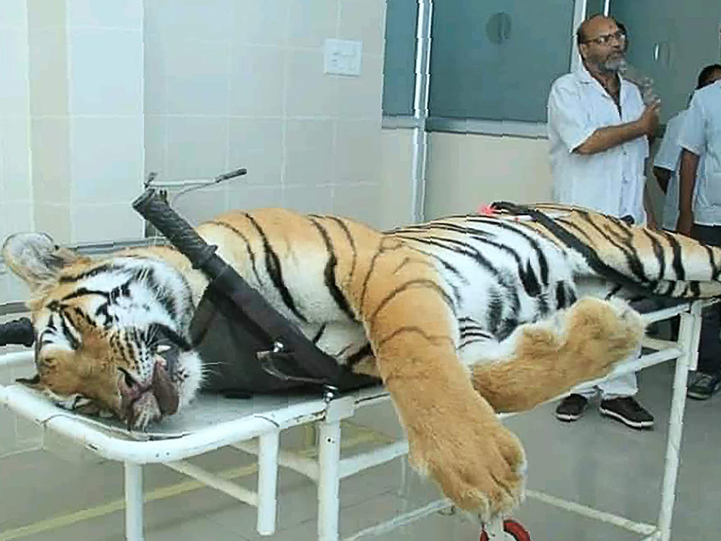 Tigress T-1 on a post-mortem table in Maharashtra state