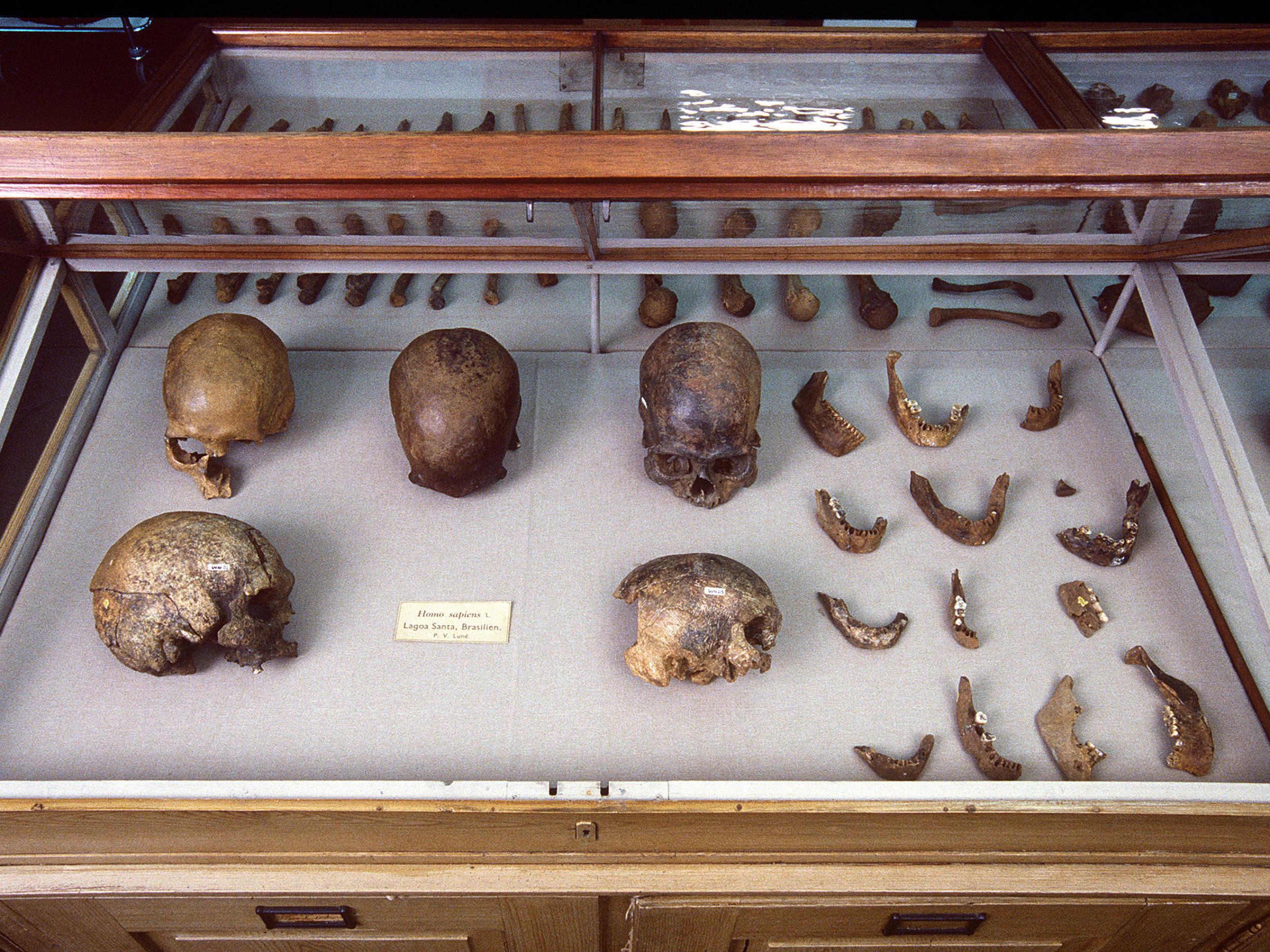 Some of the human remains used in the study included these bones from Lagoa Santa, Brazil, kept in the Natural History Museum of Denmark