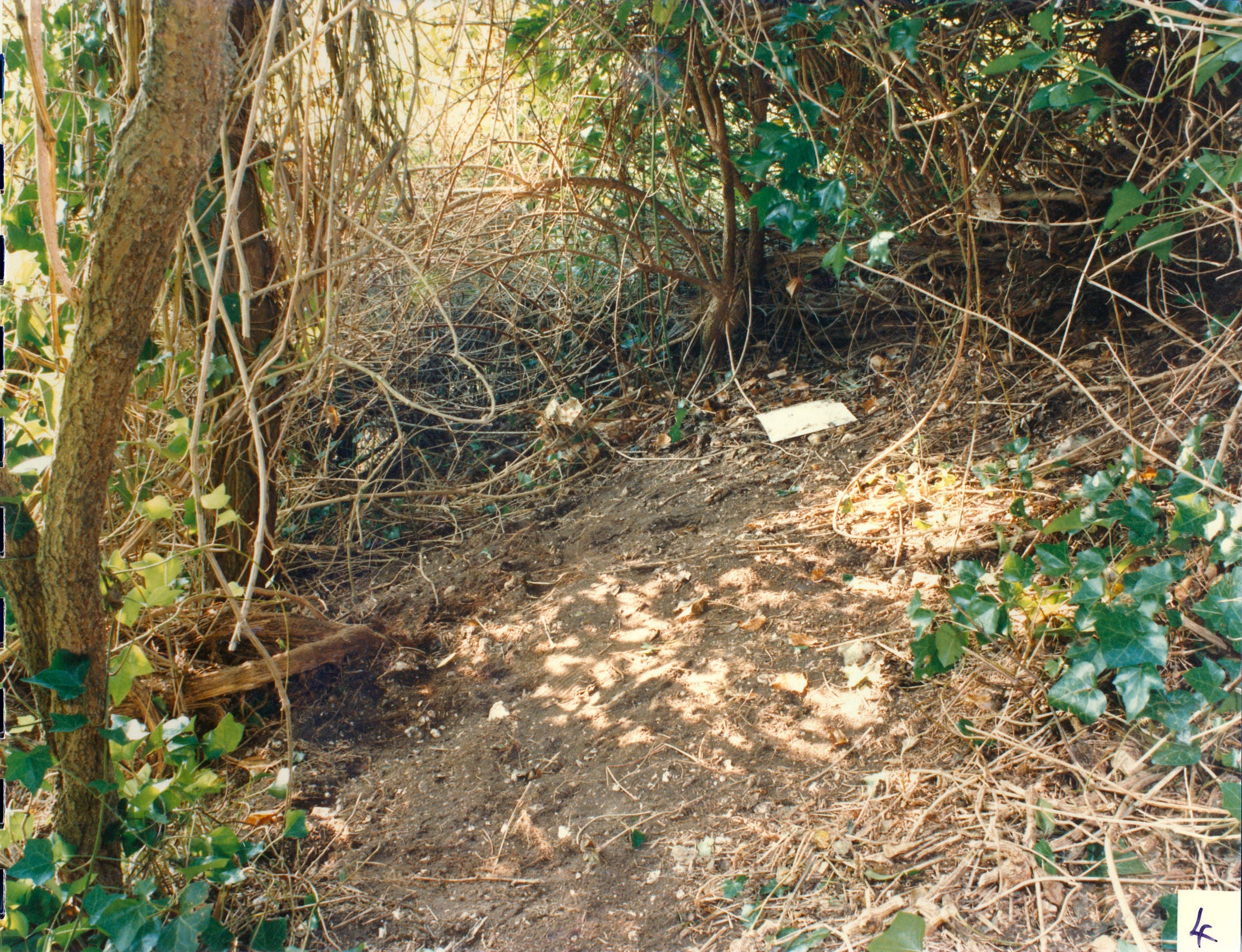 The naturally formed ‘den’ where the girls were found