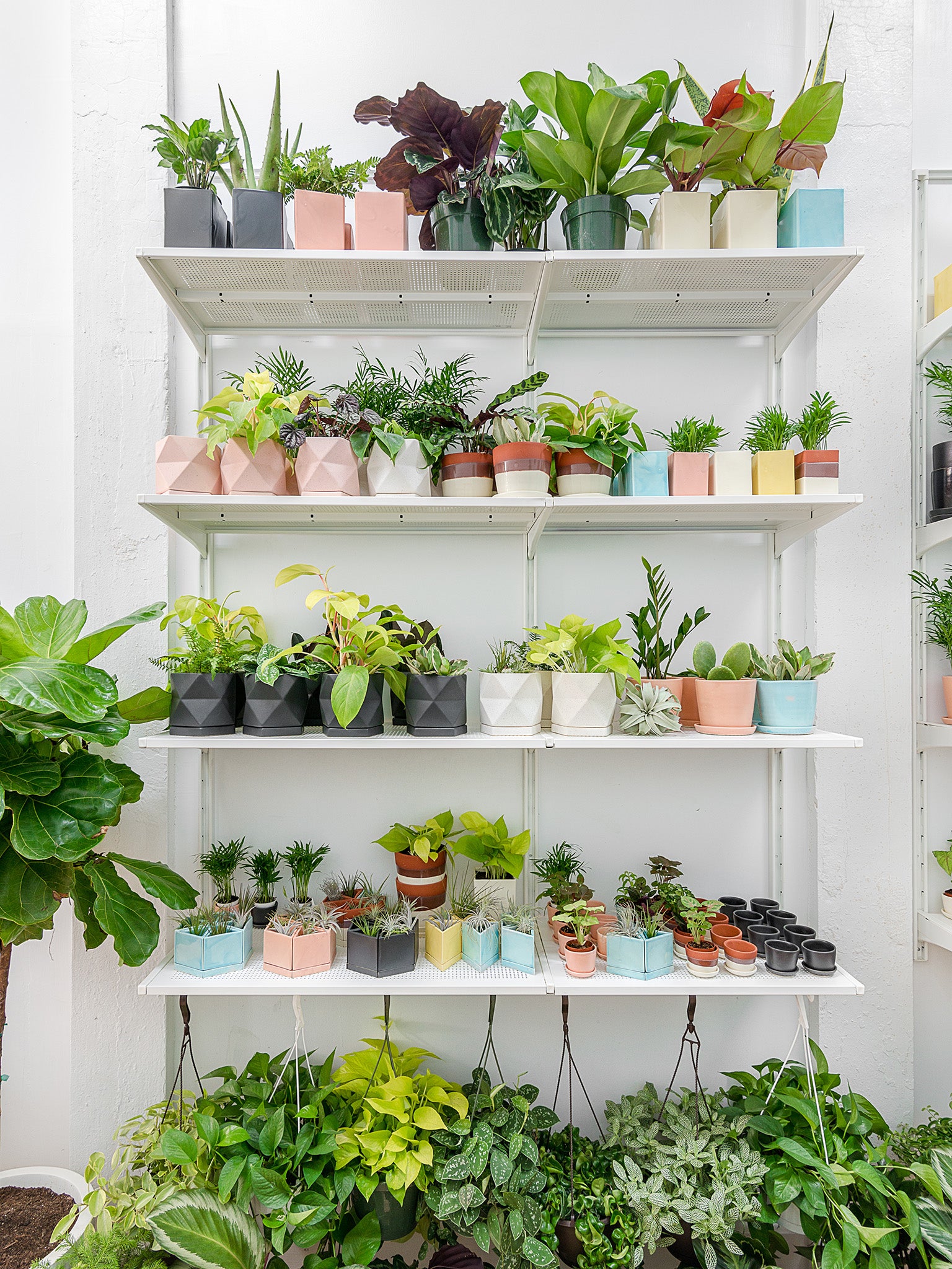 The shop sells ceramic planters (in millennial colours, of course) and other urban gardening paraphernalia