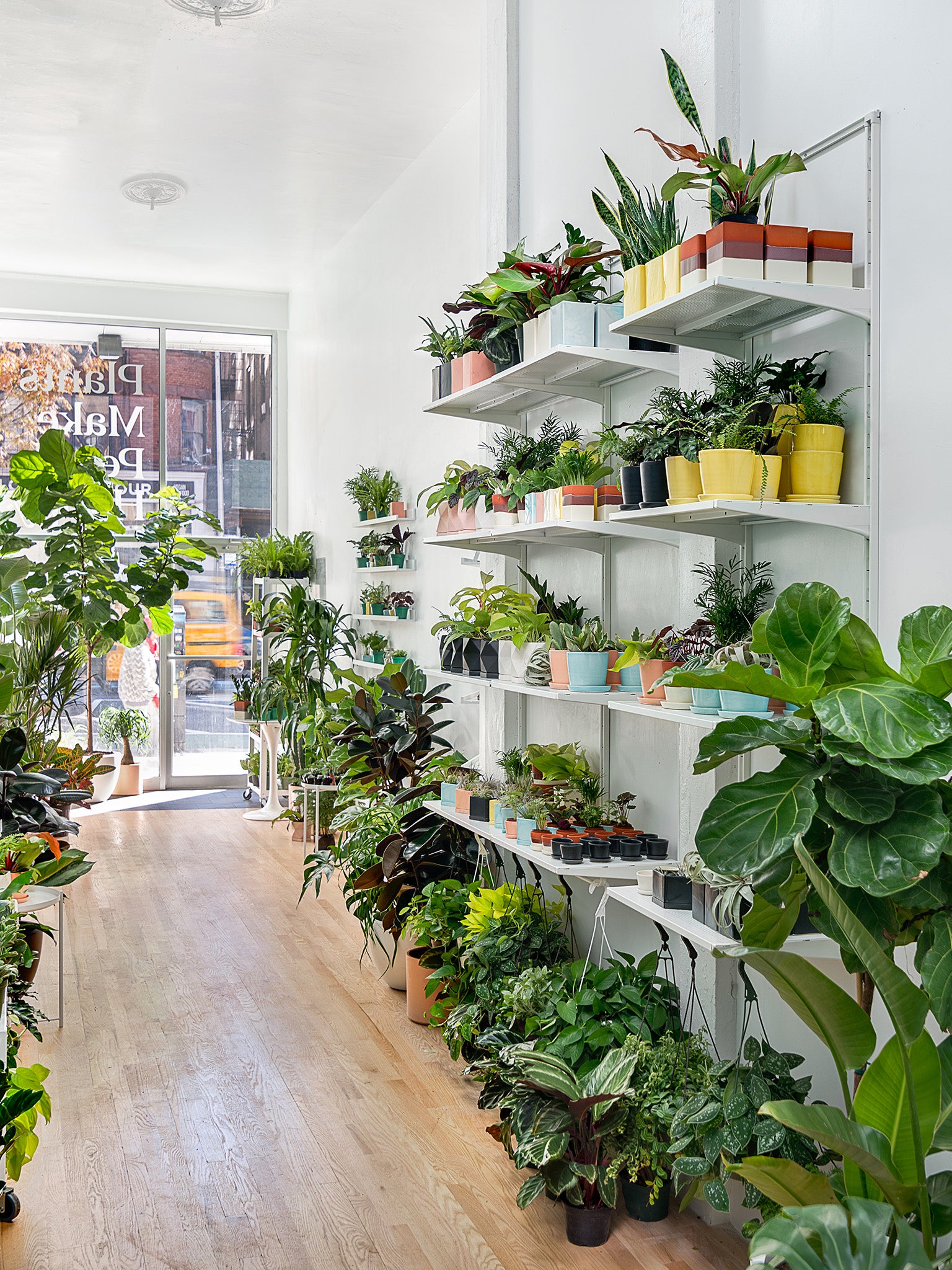 If plants are ‘an affordable way to fill the void’, The Sill’s ambition is to be the go-to source