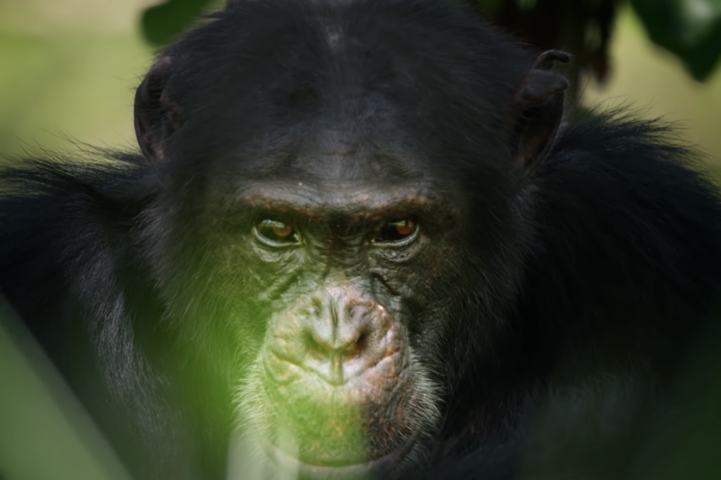 Chimp featured in David Attenborough's Dynasties found beaten to death