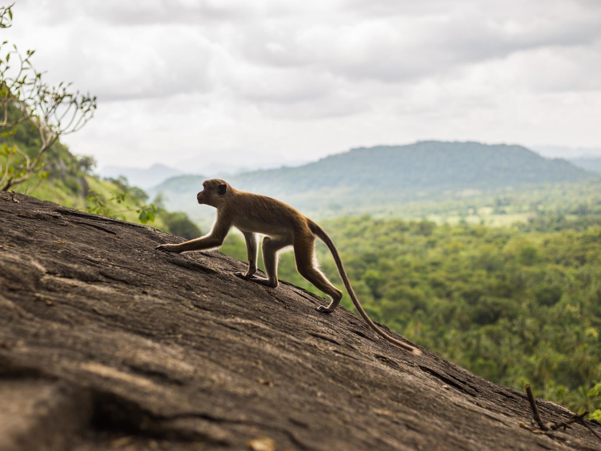 In many areas of India monkeys and humans live in close proximity and attacks are relatively common