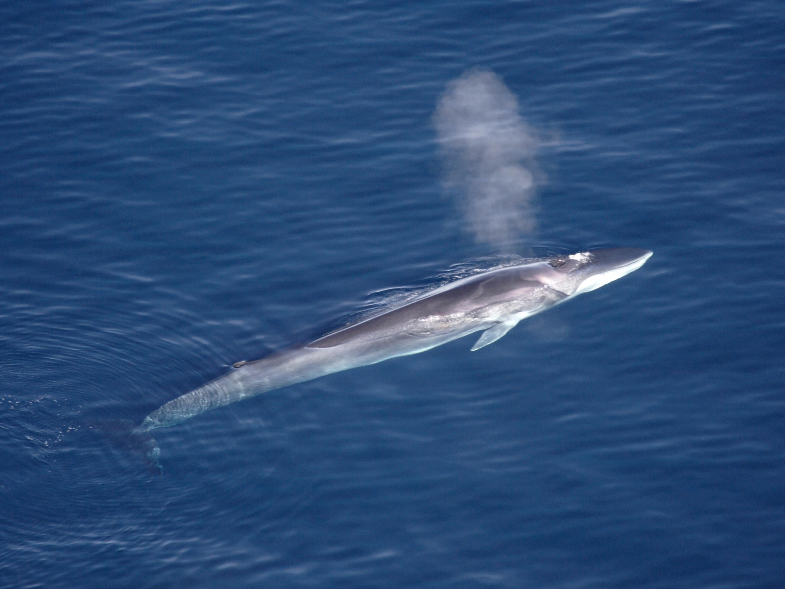 Fin whales numbers have doubled since an international ban on whaling was introduced