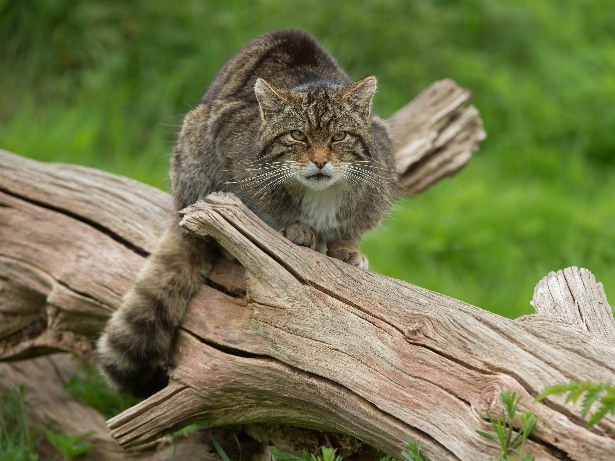 There are as few as 45 wildcats left in the highlands