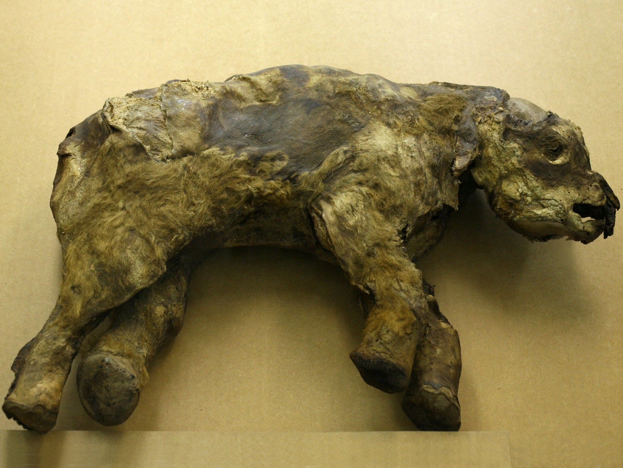 The mummy of a 30,000-year-old baby mammoth called Masha