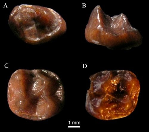 &#13;
Fossil molars from the newly identified species Simiolus minutus &#13;