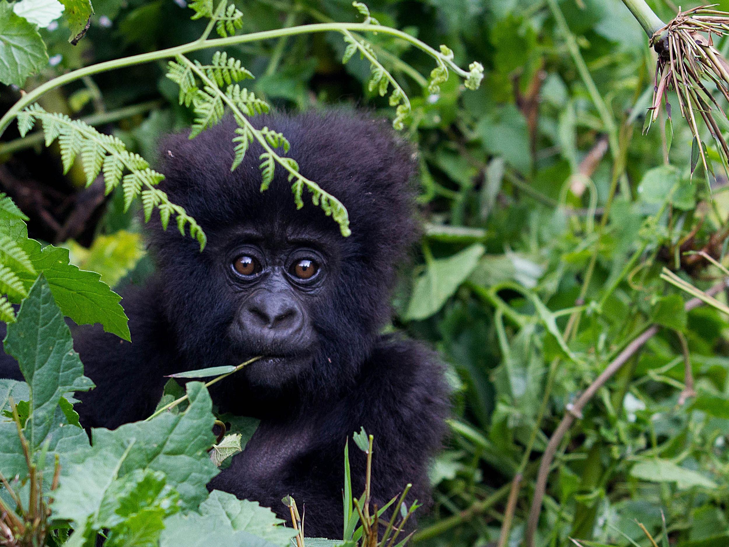 Mountain gorillas have bounced back in recent years thanks to concerted conservation efforts