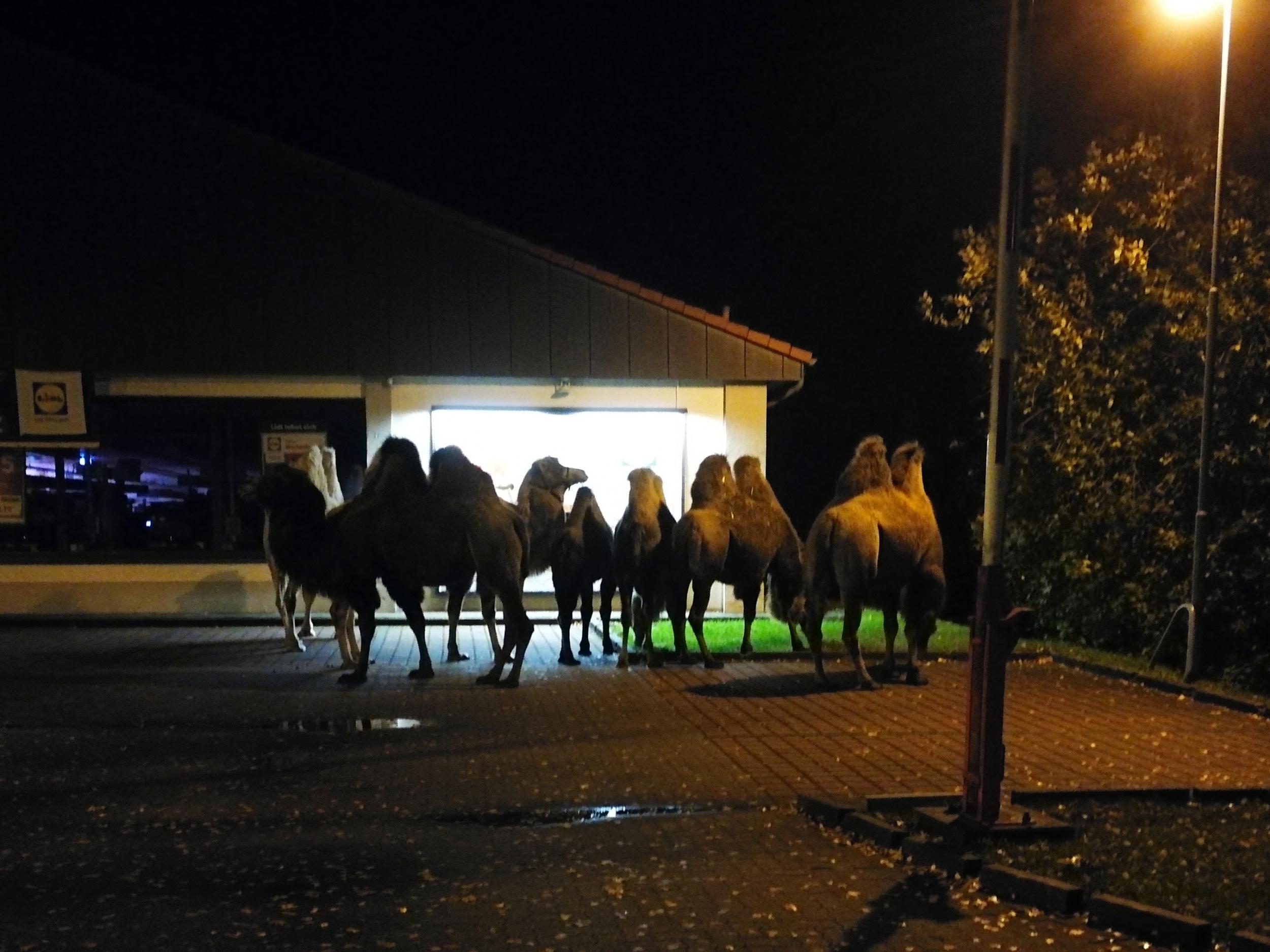 Six camels were found near a closed Lidl shop in Germany