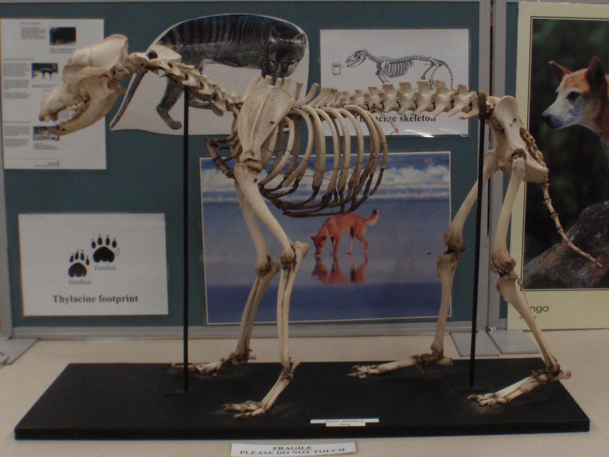 A “full dog” skeleton was also taken