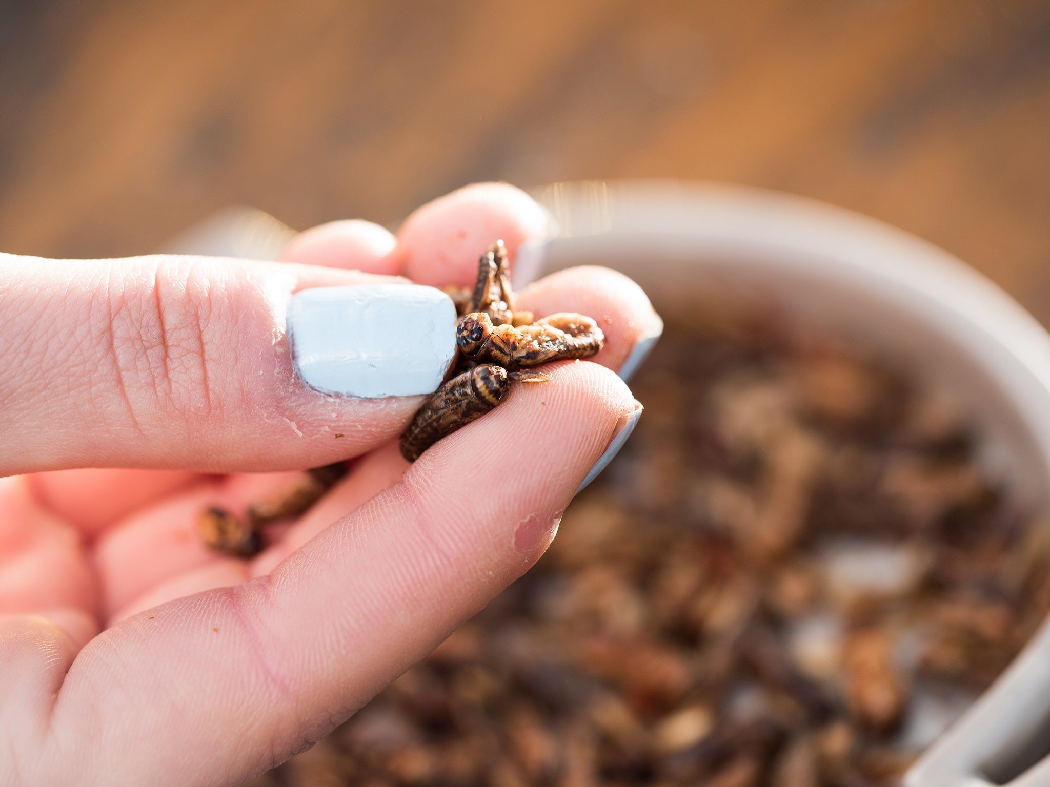 The global edible insect market is set to exceed $500m by 2023